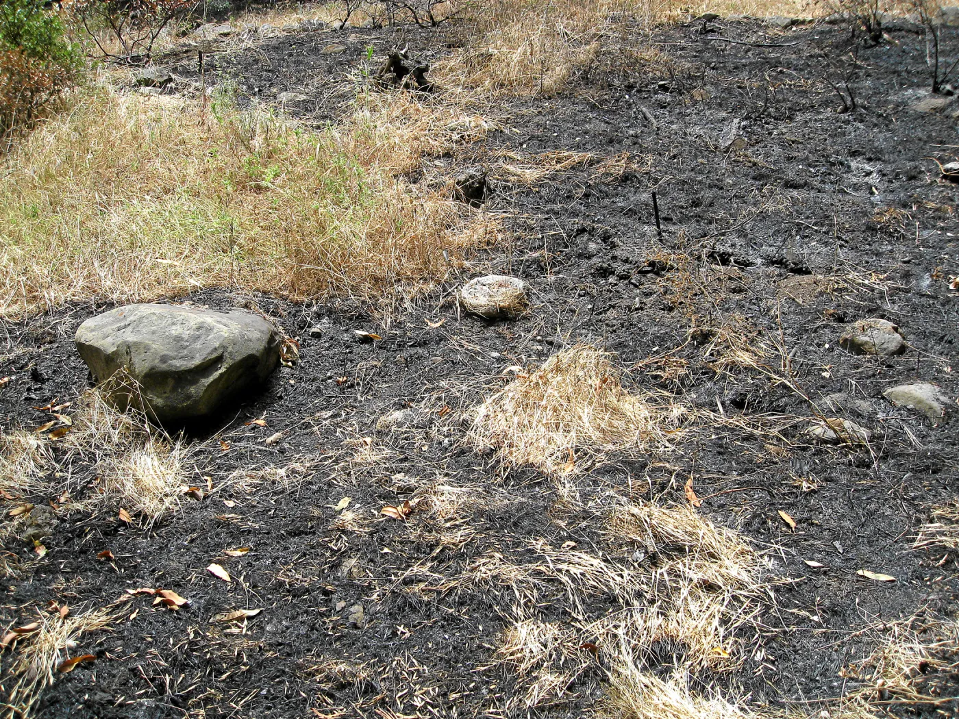 Unburned portion of Island Section
