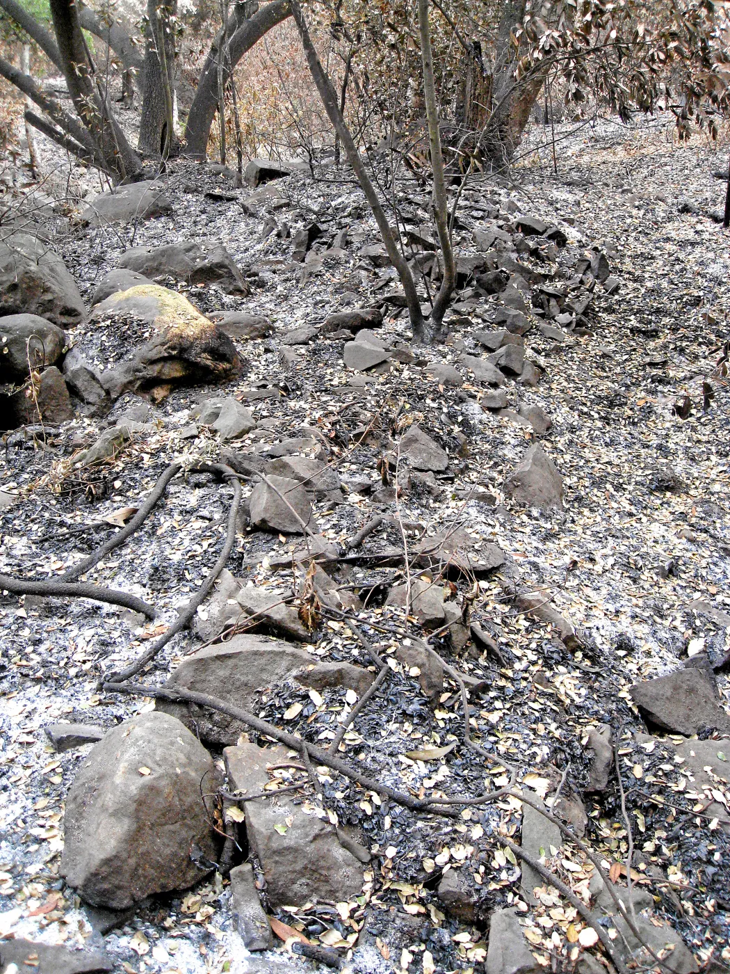Santa Barbara Botanic Garden after the Jesusita Fire. Piles of old quarry tailings in the Canyon
