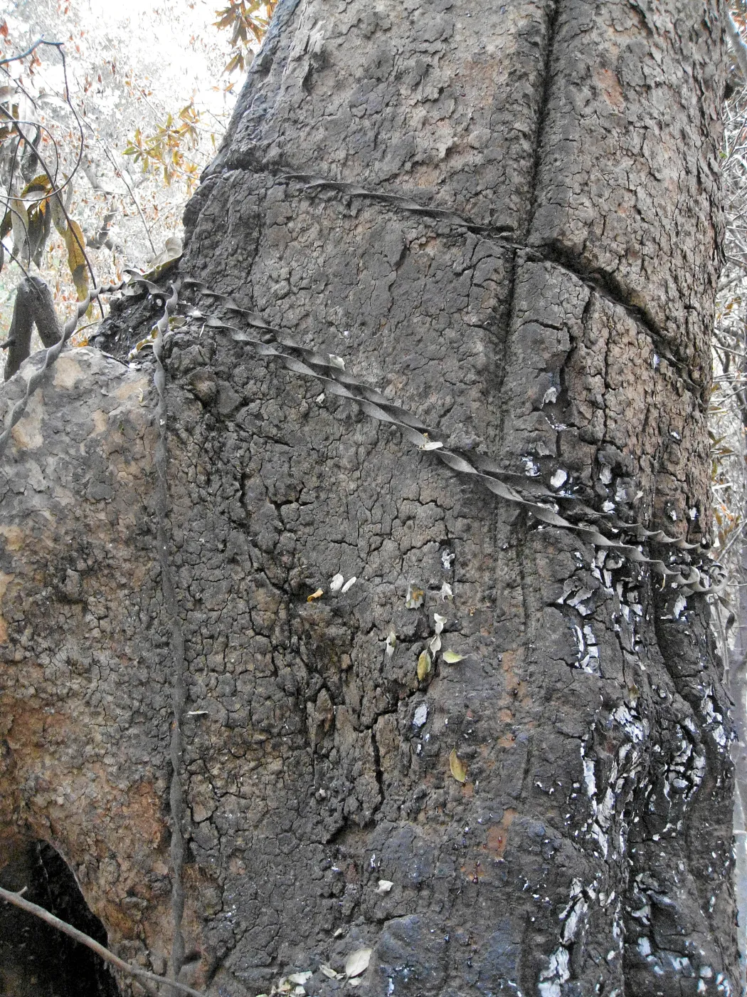 Old fencing wire wrapped around a sycamore