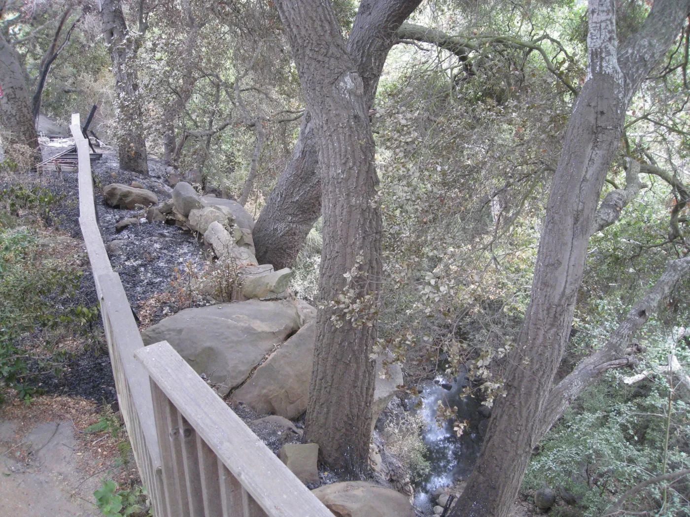 Trail on the west side of the Cottage, overlooking Mission Creek, after the Jesusita fire