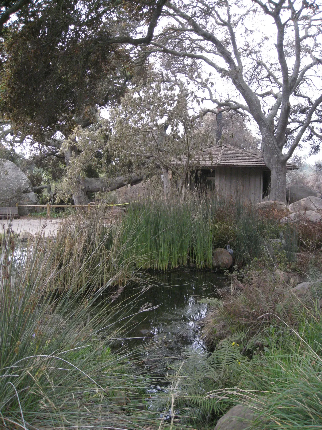 Pond after the Jesusita Fire