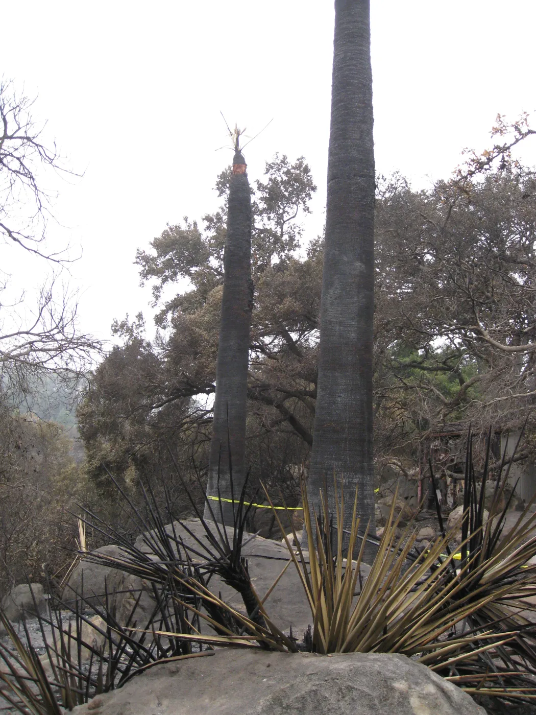 Santa Barbara Botanic Garden after the Jesusita Fire
