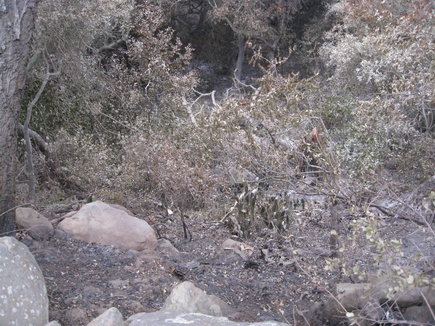 Santa Barbara Botanic Garden after the Jesusita Fire