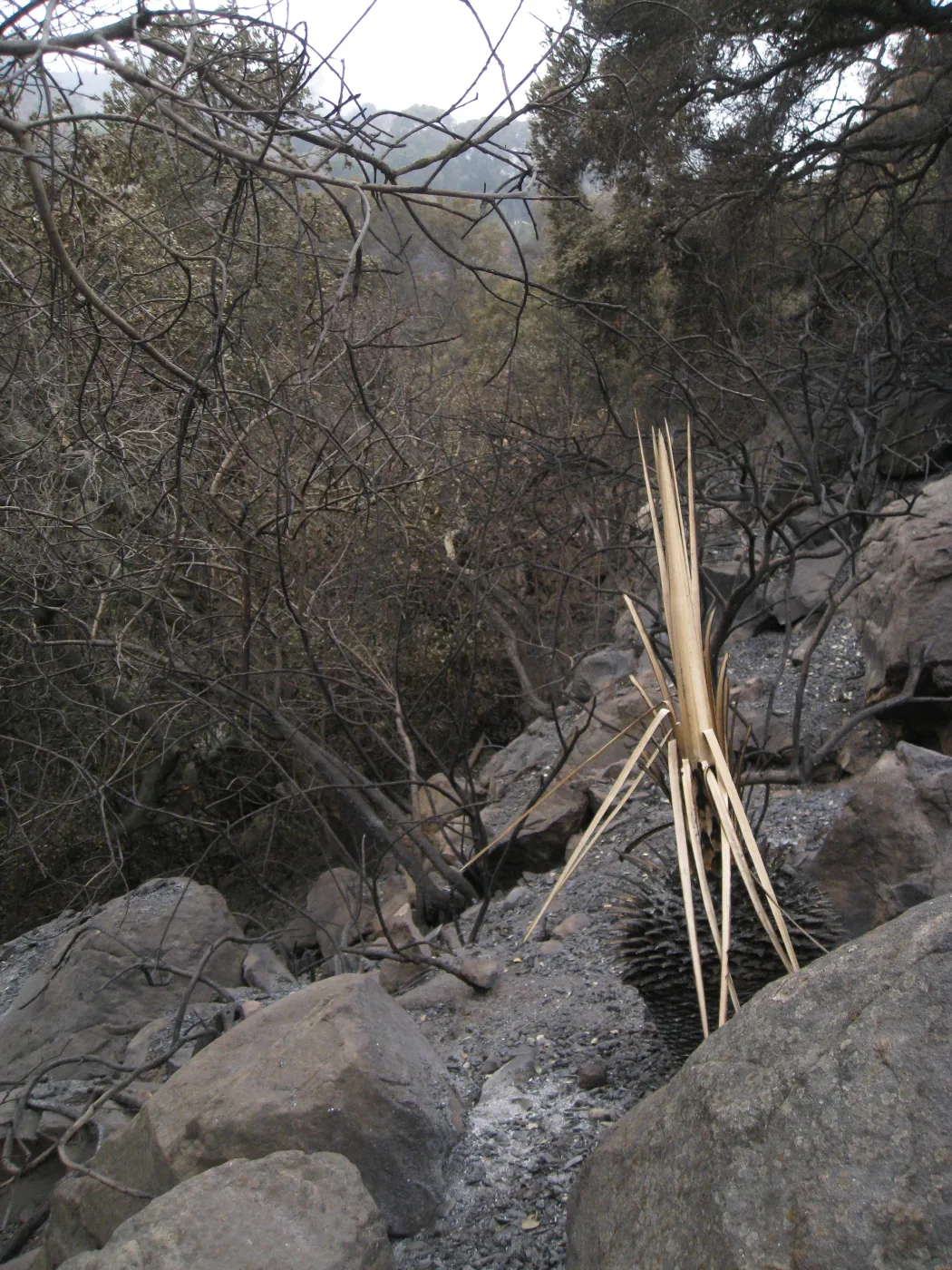 Santa Barbara Botanic Garden after the Jesusita Fire