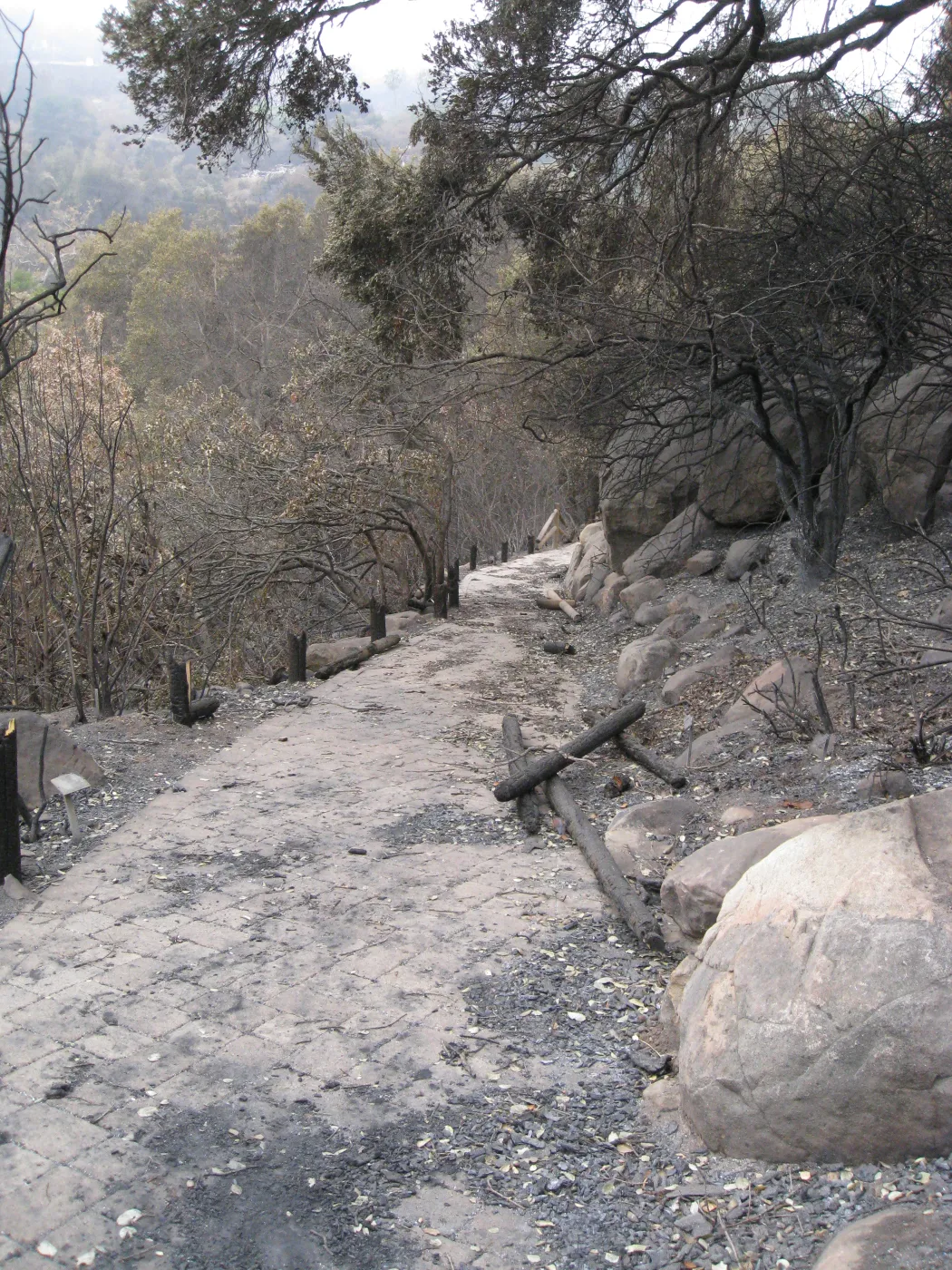 Santa Barbara Botanic Garden after the Jesusita Fire