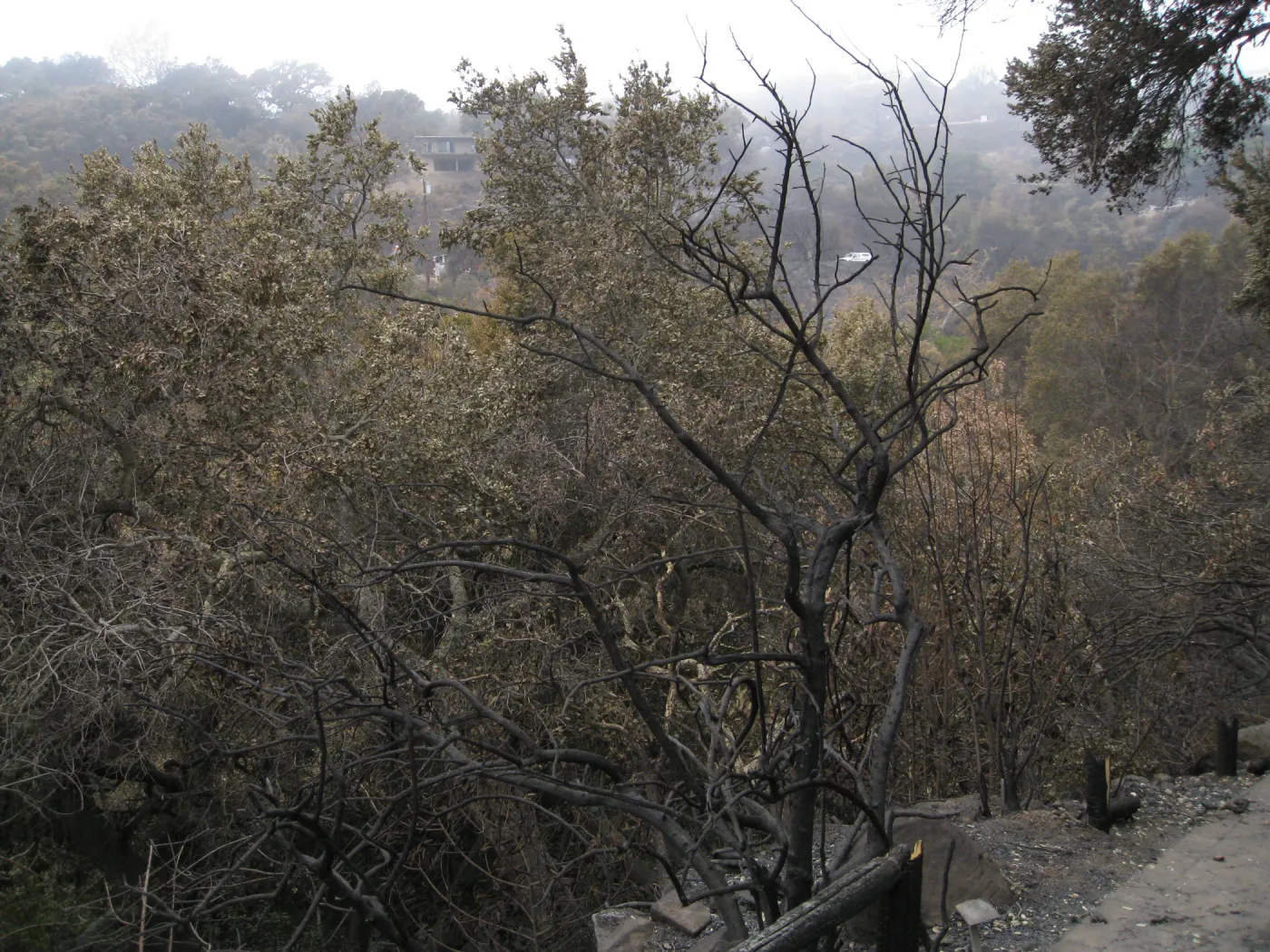 Santa Barbara Botanic Garden after the Jesusita Fire