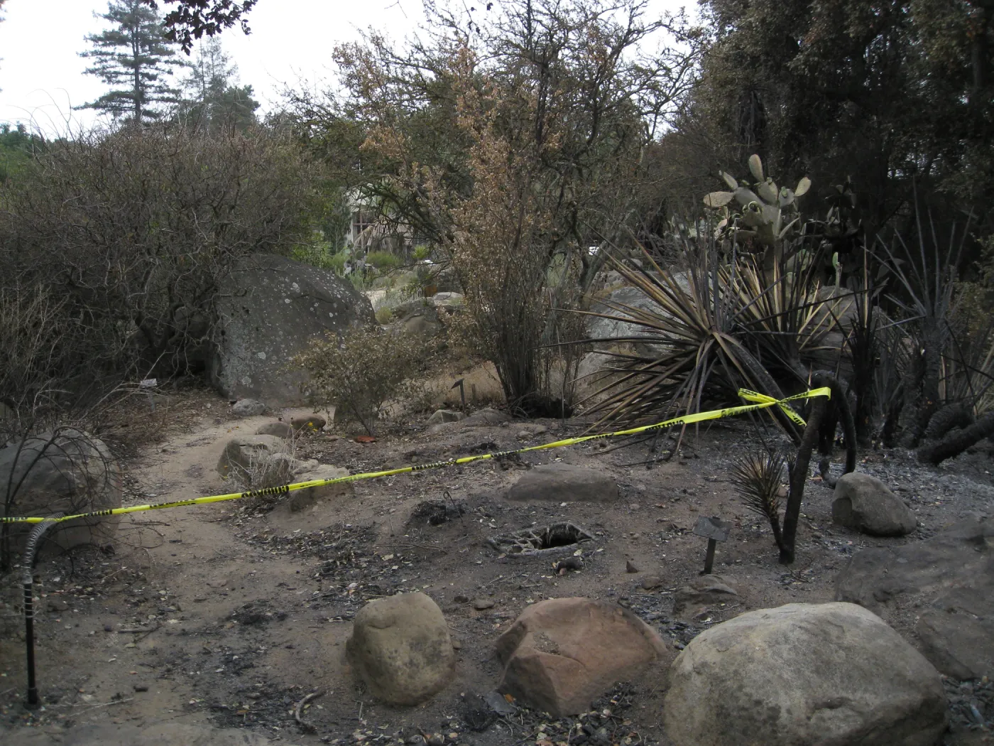 Santa Barbara Botanic Garden after the Jesusita Fire