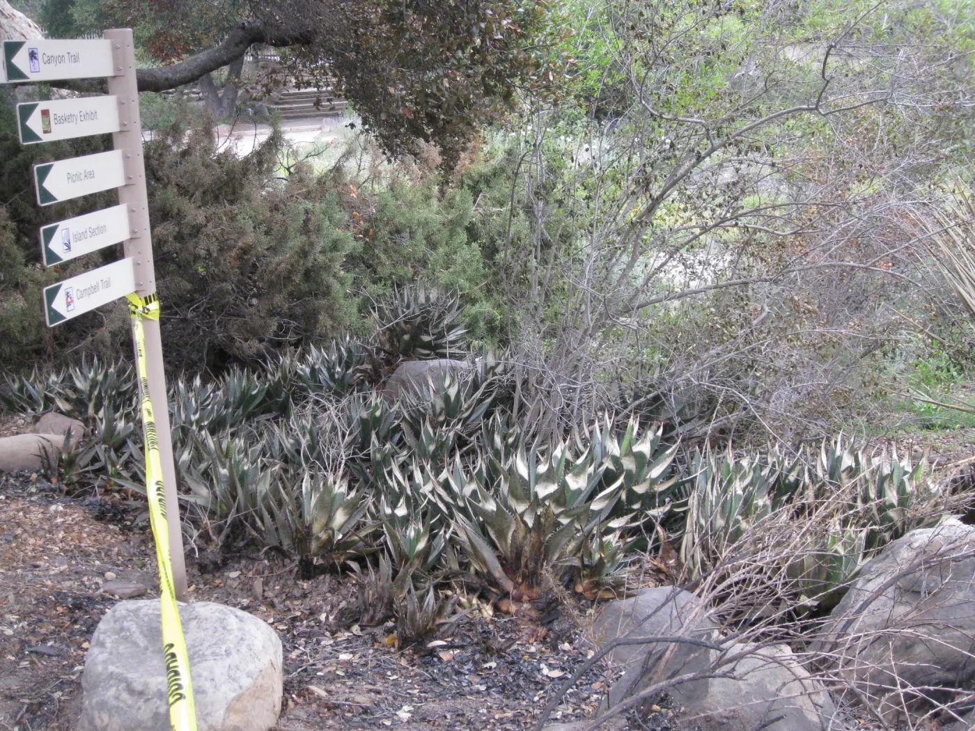 Santa Barbara Botanic Garden after the Jesusita Fire