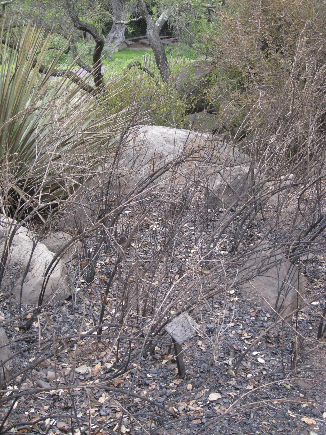 Santa Barbara Botanic Garden after the Jesusita Fire