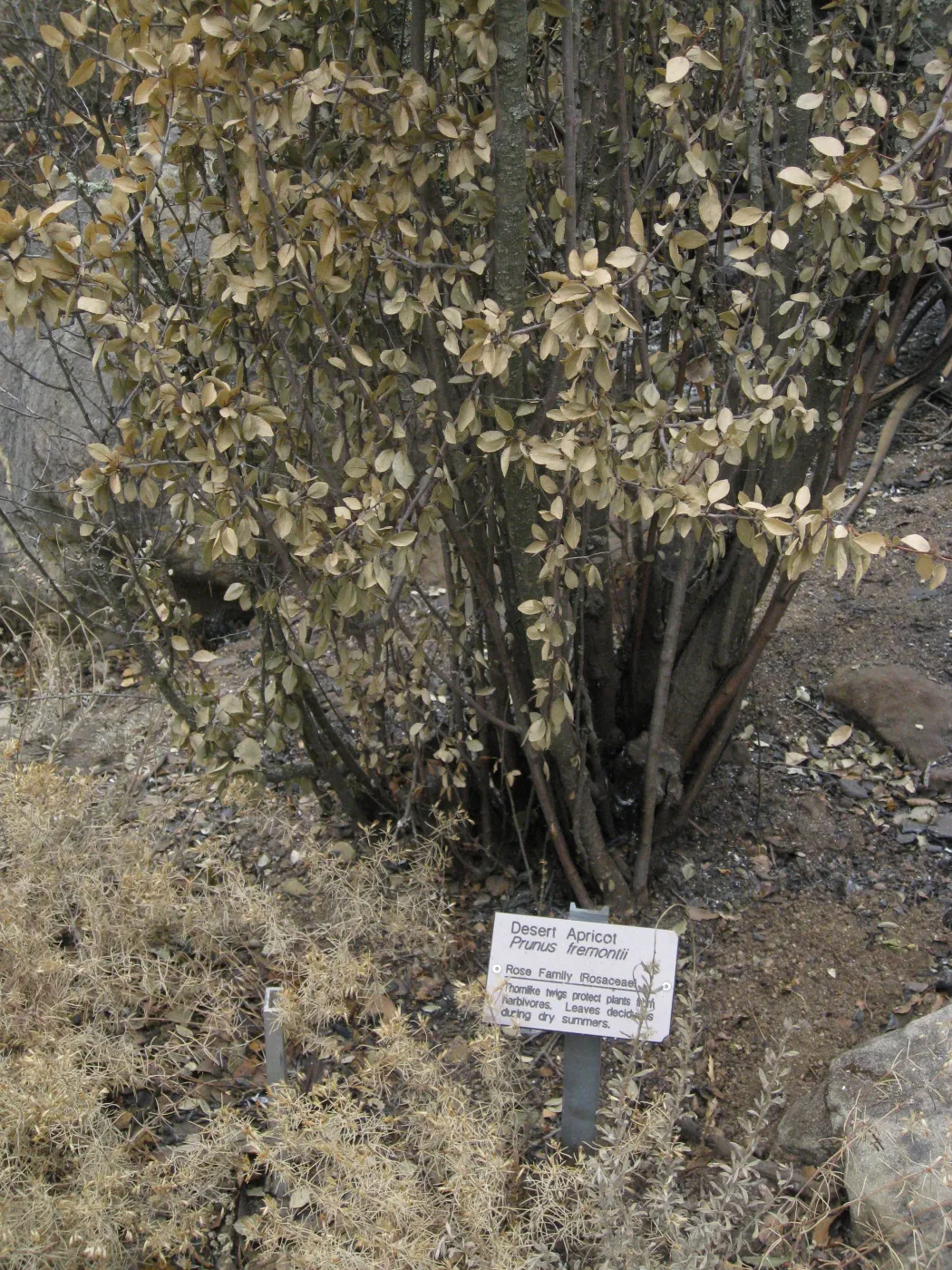 Santa Barbara Botanic Garden after the Jesusita Fire