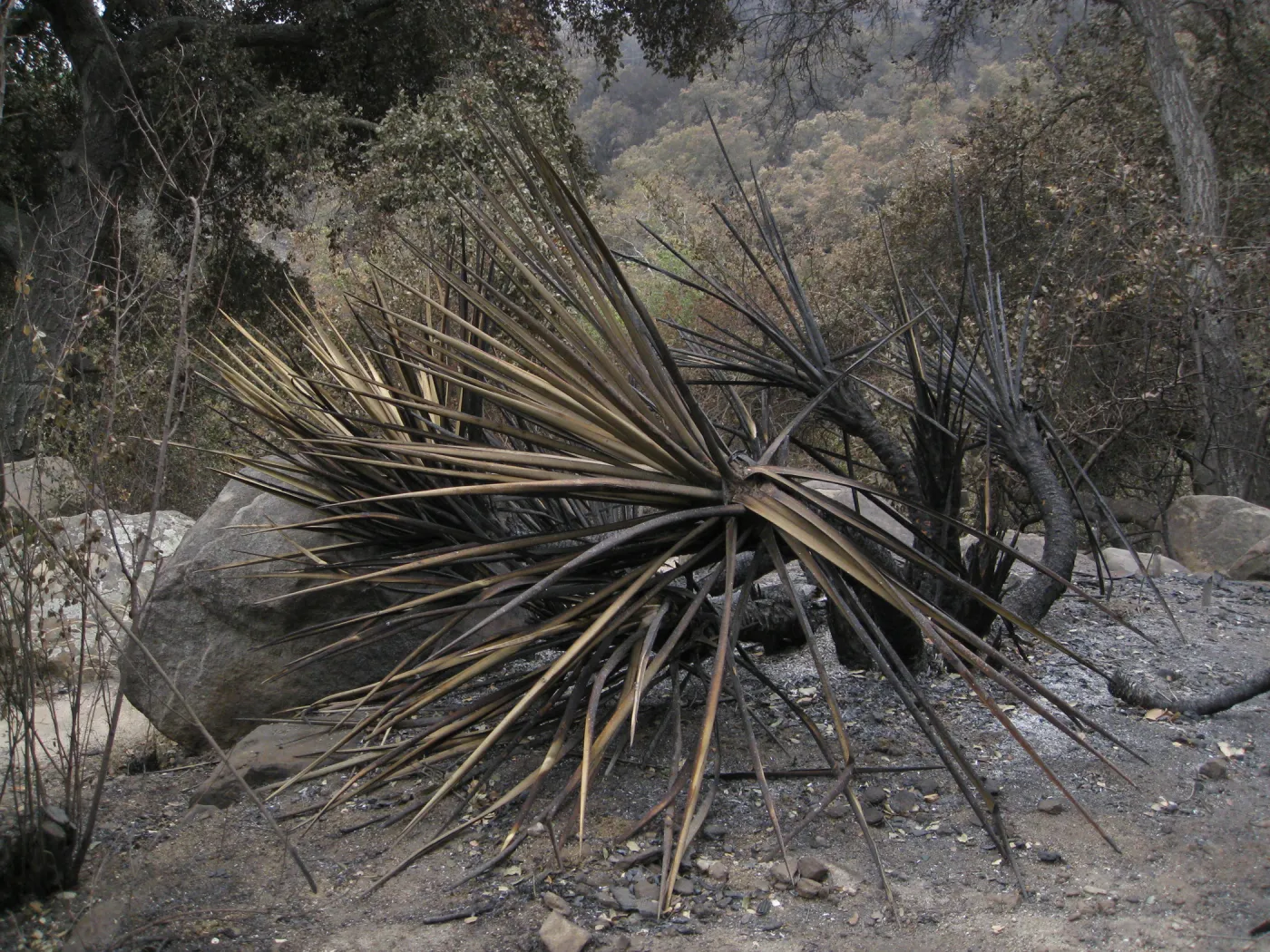 Santa Barbara Botanic Garden after the Jesusita Fire