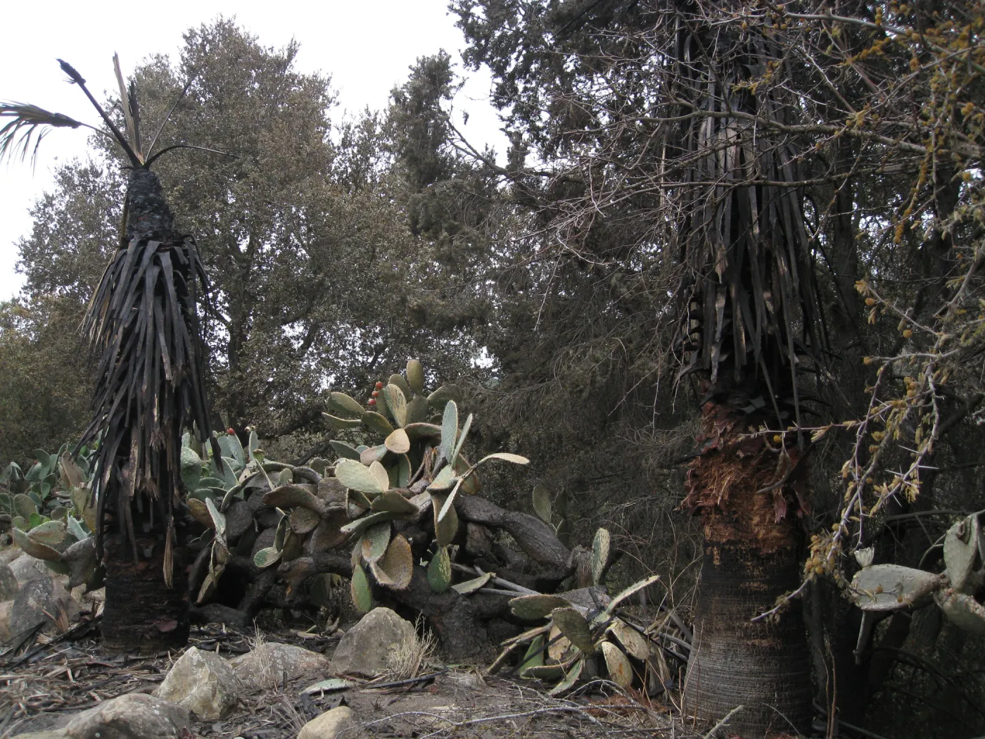 Santa Barbara Botanic Garden after the Jesusita Fire