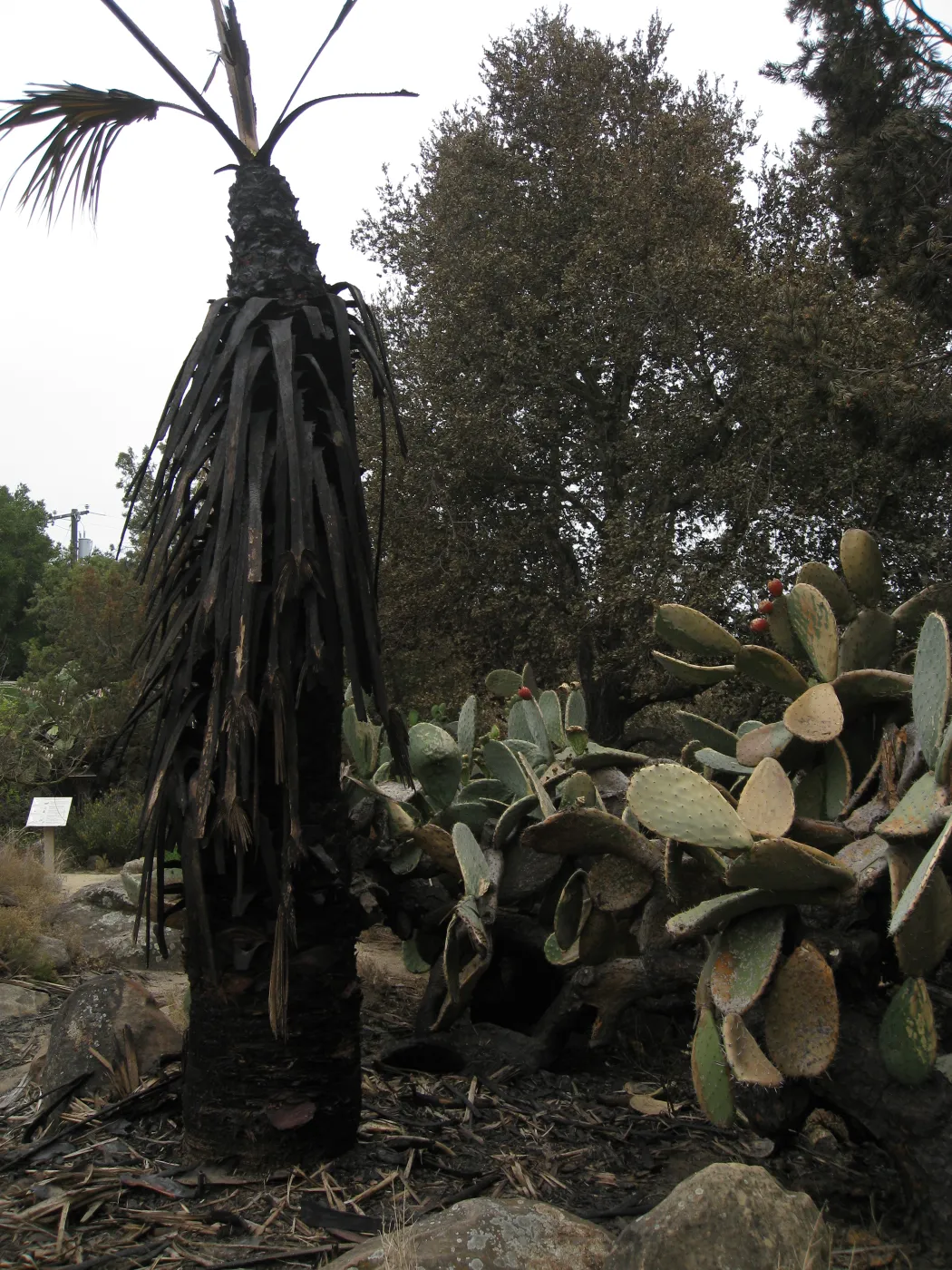 Santa Barbara Botanic Garden after the Jesusita Fire