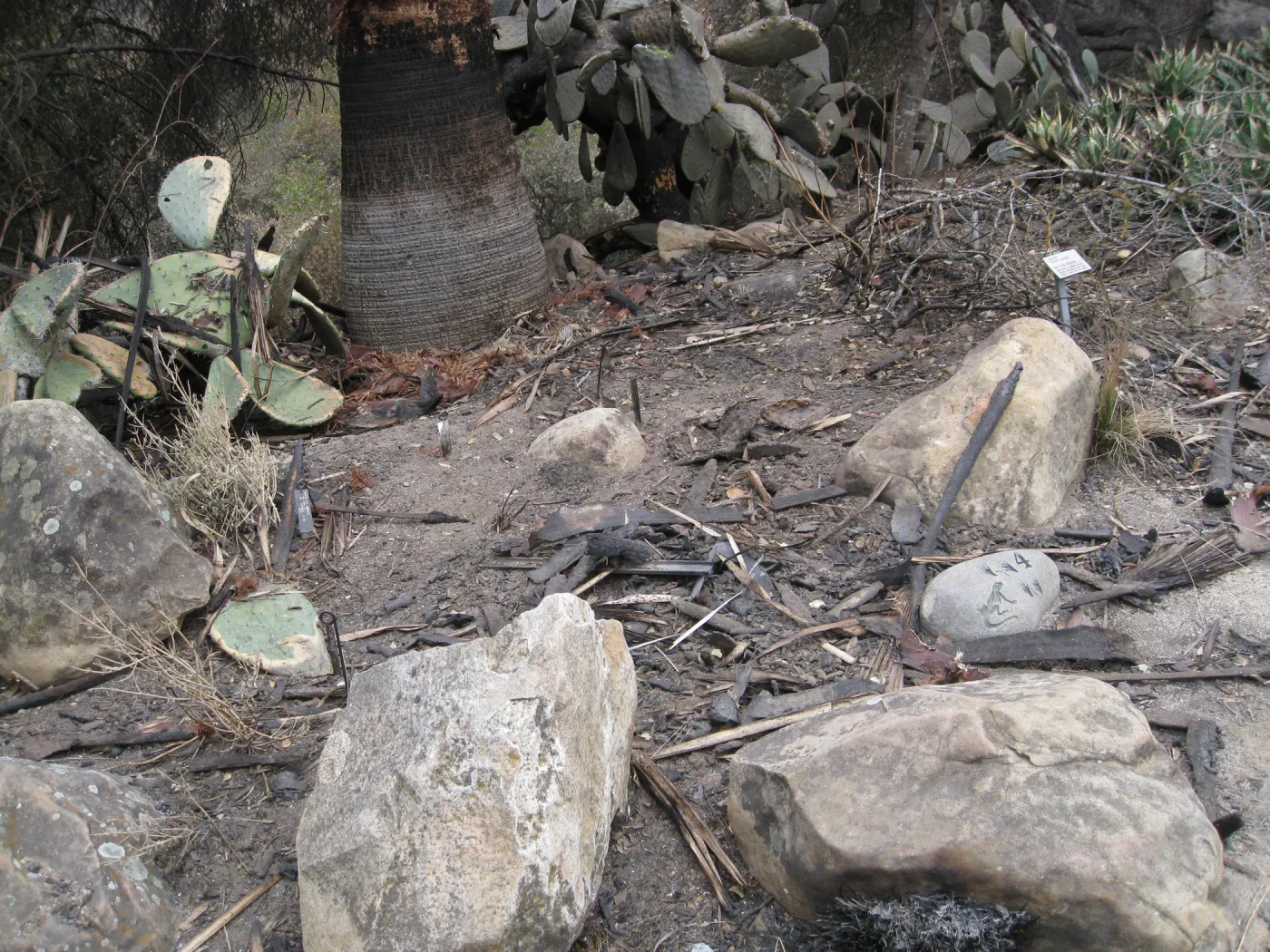 Desert Section after the Jesusita Fire