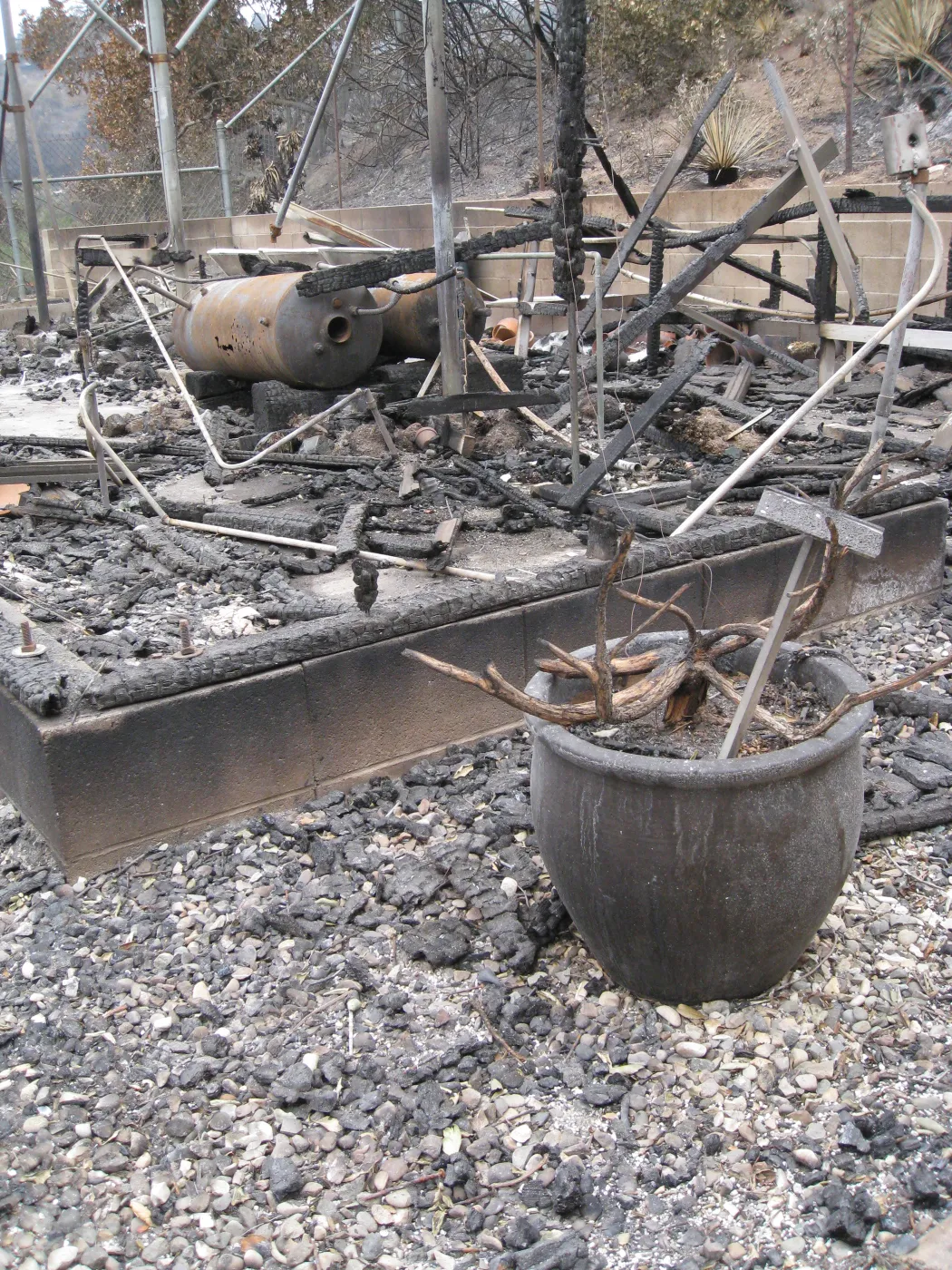 Santa Barbara Botanic Garden after the Jesusita Fire