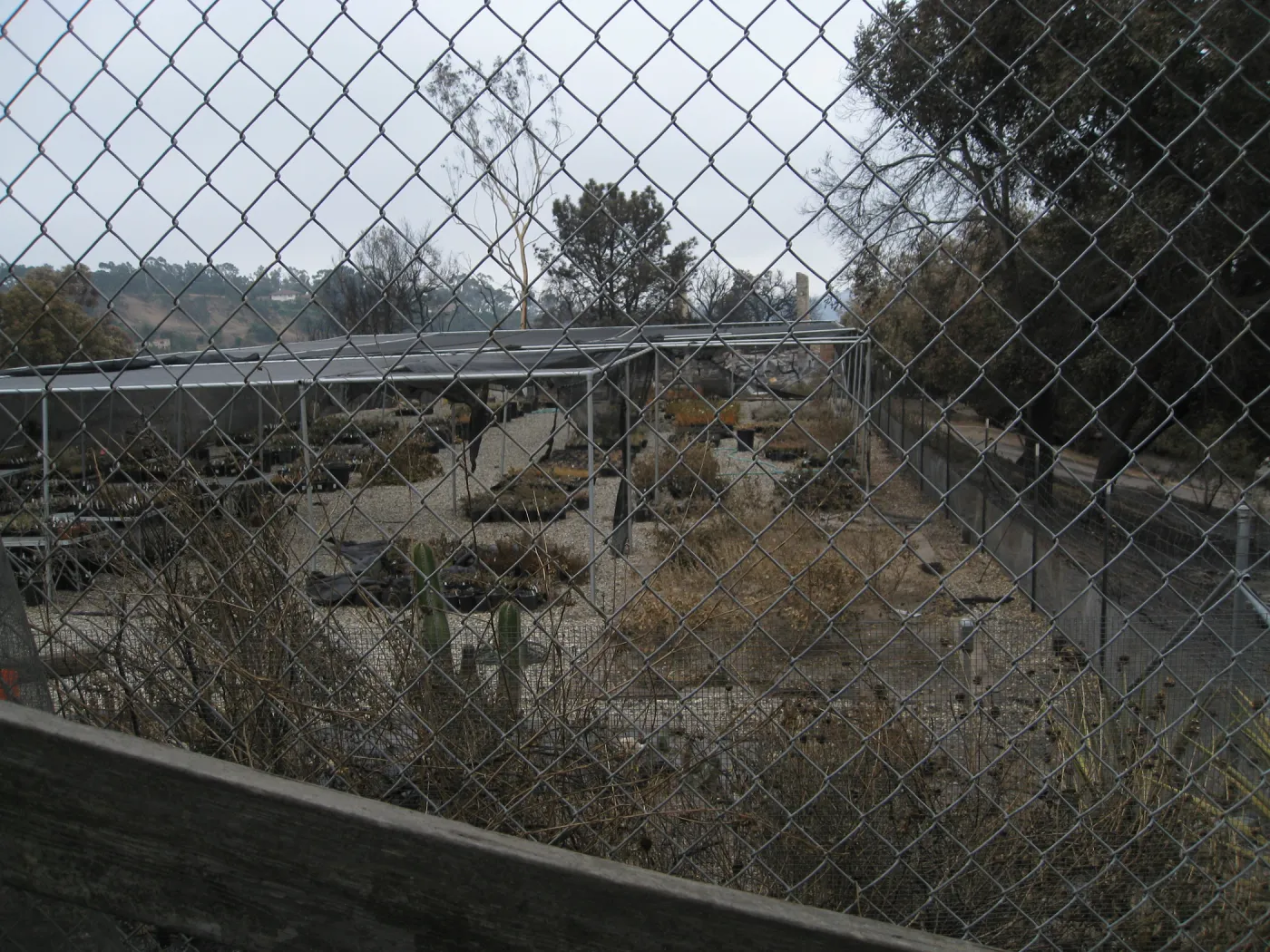 Santa Barbara Botanic Garden after the Jesusita Fire
