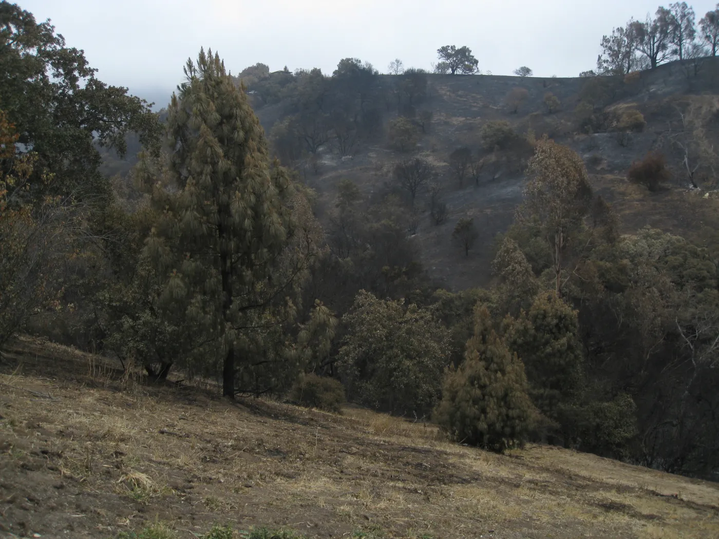 East slope of Santa Barbara Botanic Garden after the Jesusita Fire