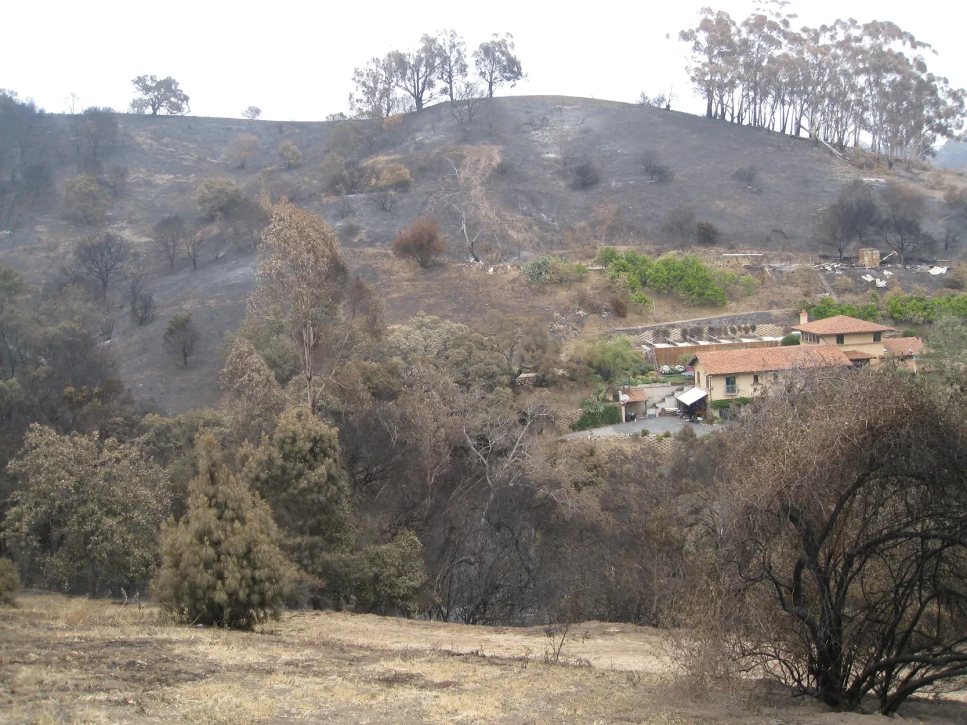 Santa Barbara Botanic Garden after the Jesusita Fire