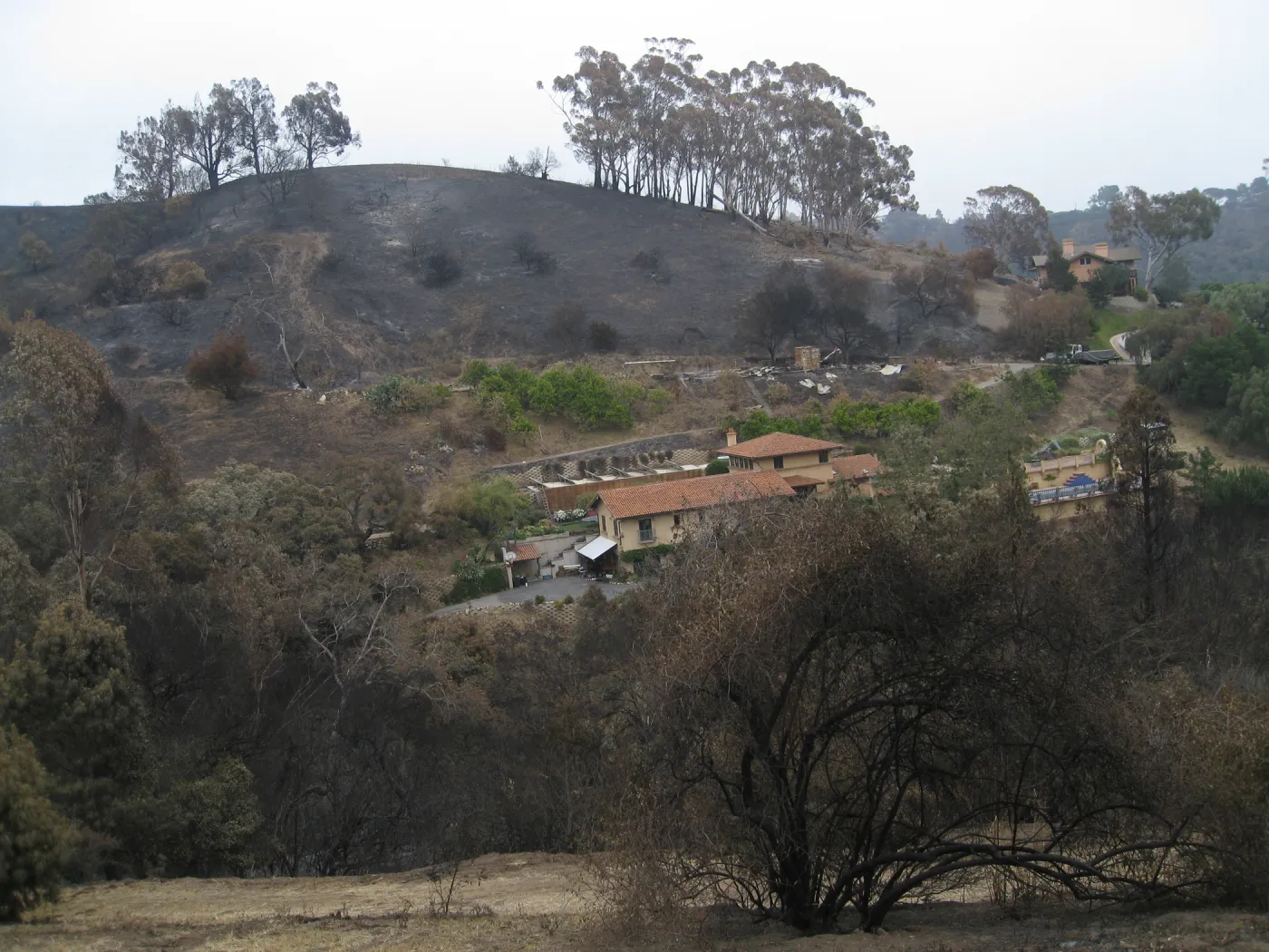 Santa Barbara Botanic Garden after the Jesusita Fire
