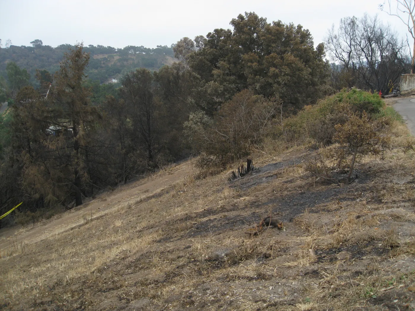 Santa Barbara Botanic Garden after the Jesusita Fire