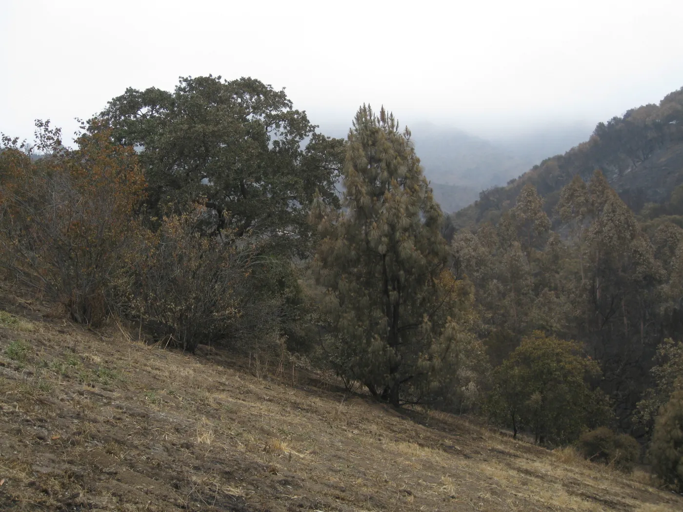Santa Barbara Botanic Garden after the Jesusita Fire