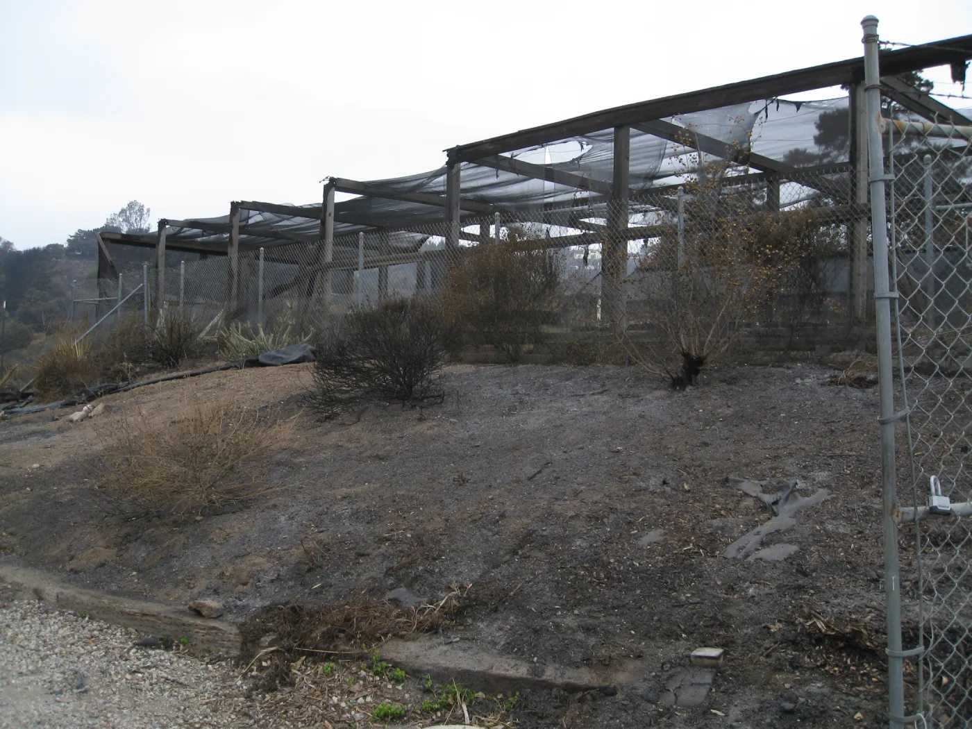 Santa Barbara Botanic Garden after the Jesusita Fire
