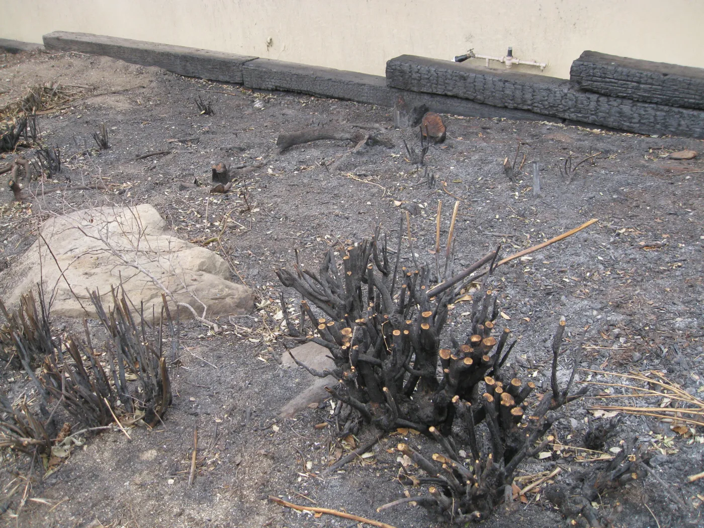 Santa Barbara Botanic Garden after the Jesusita Fire