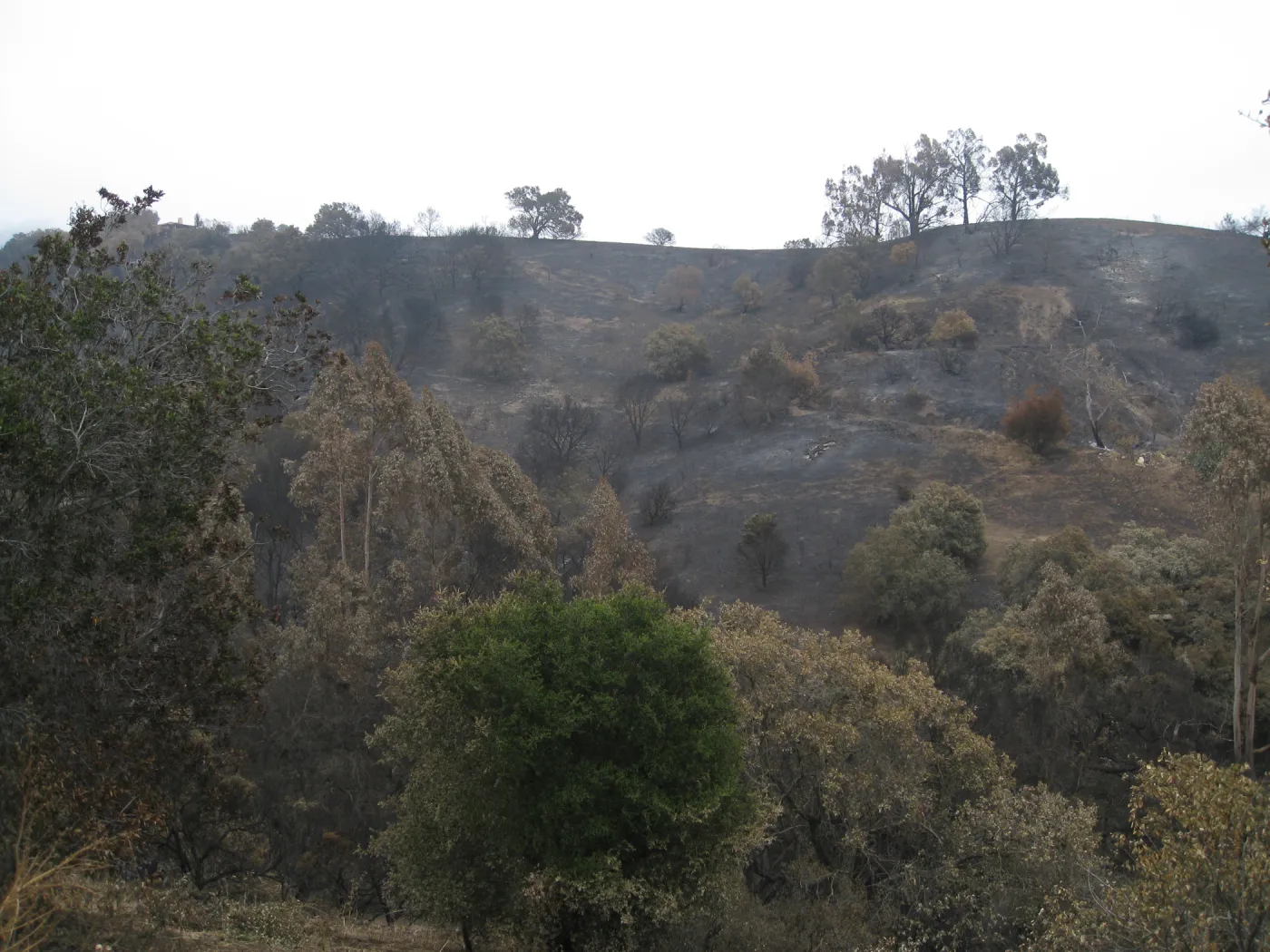 Santa Barbara Botanic Garden after the Jesusita Fire