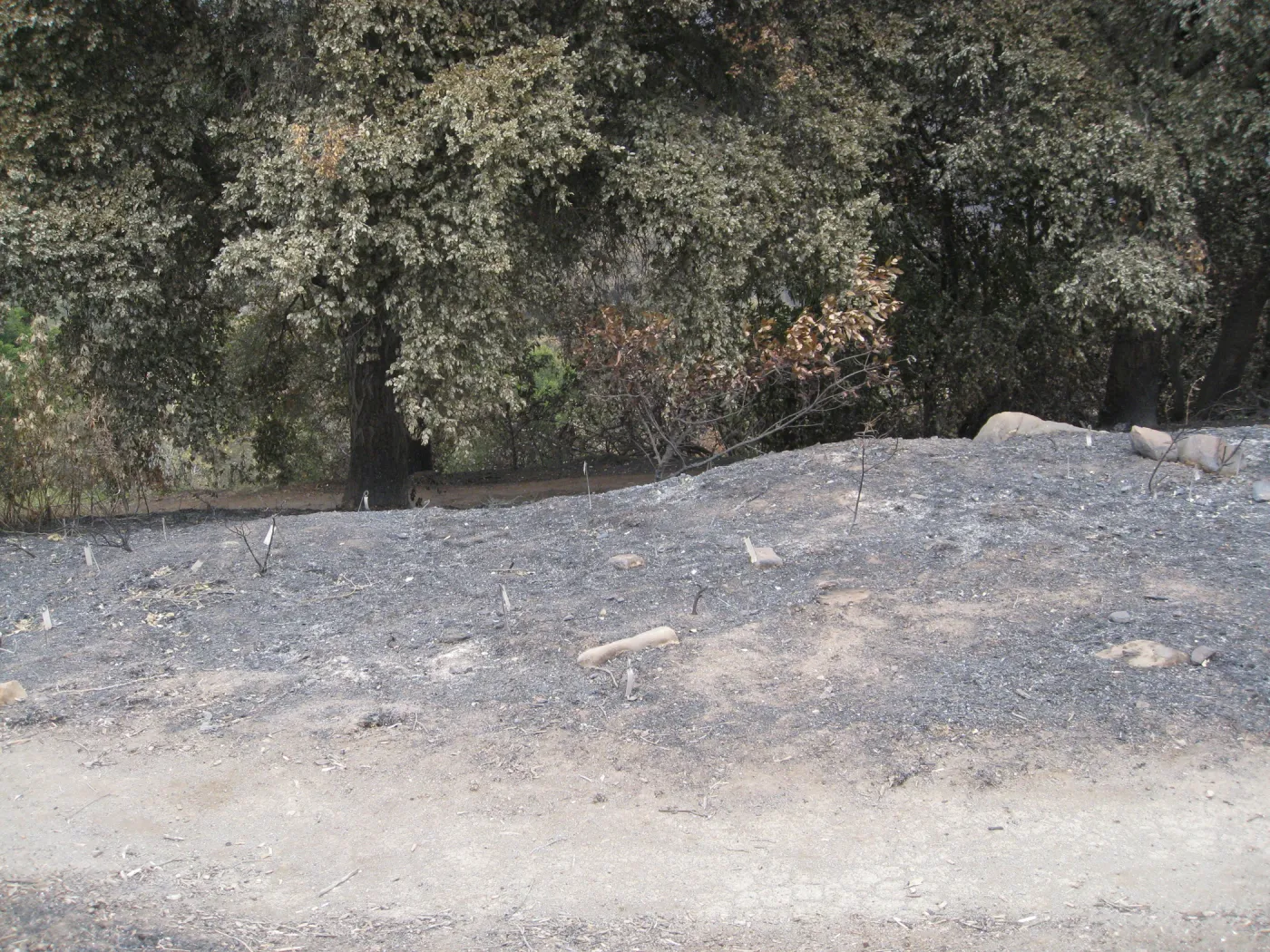 Santa Barbara Botanic Garden after the Jesusita Fire