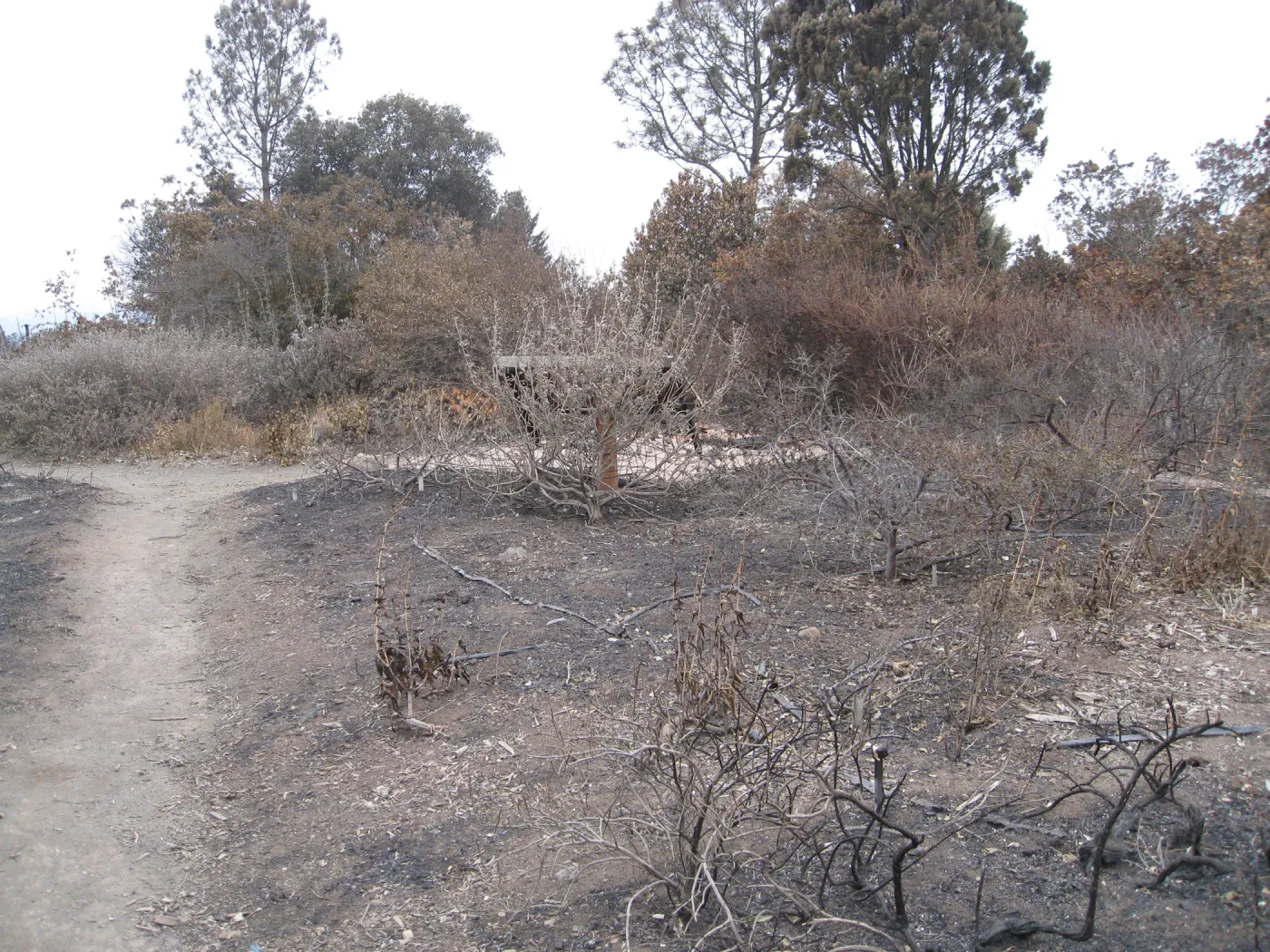 Porter Trail looking sourth Ceanothus Section after the Jesusita Fire