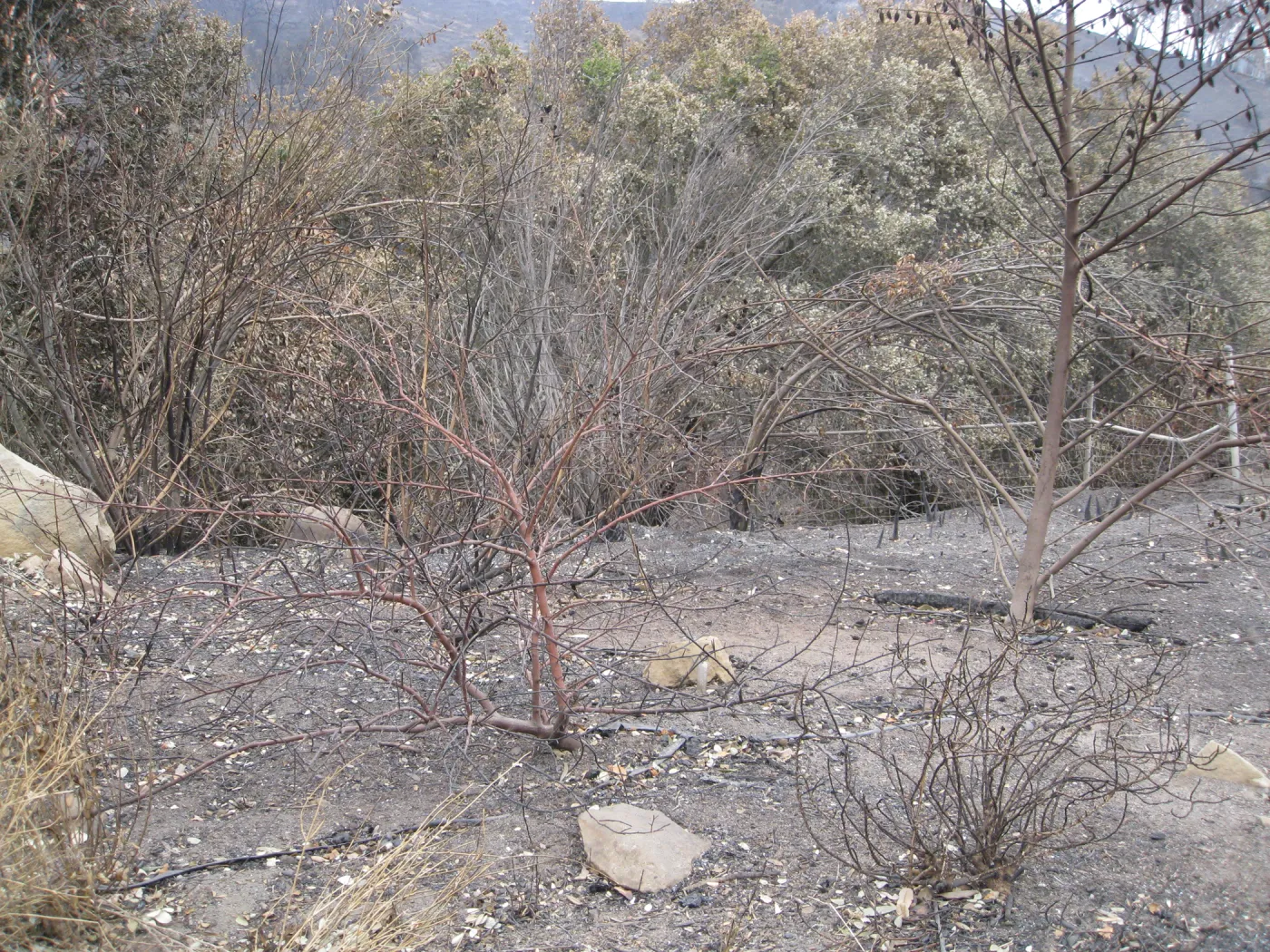 Santa Barbara Botanic Garden after the Jesusita Fire