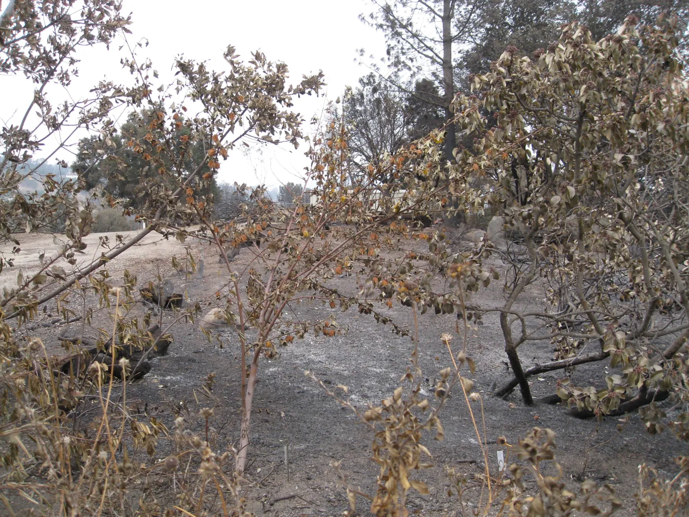 Santa Barbara Botanic Garden after the Jesusita Fire