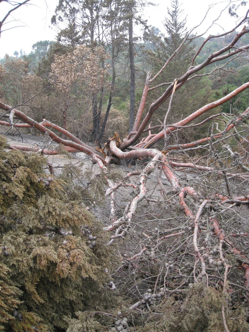 Santa Barbara Botanic Garden after the Jesusita Fire