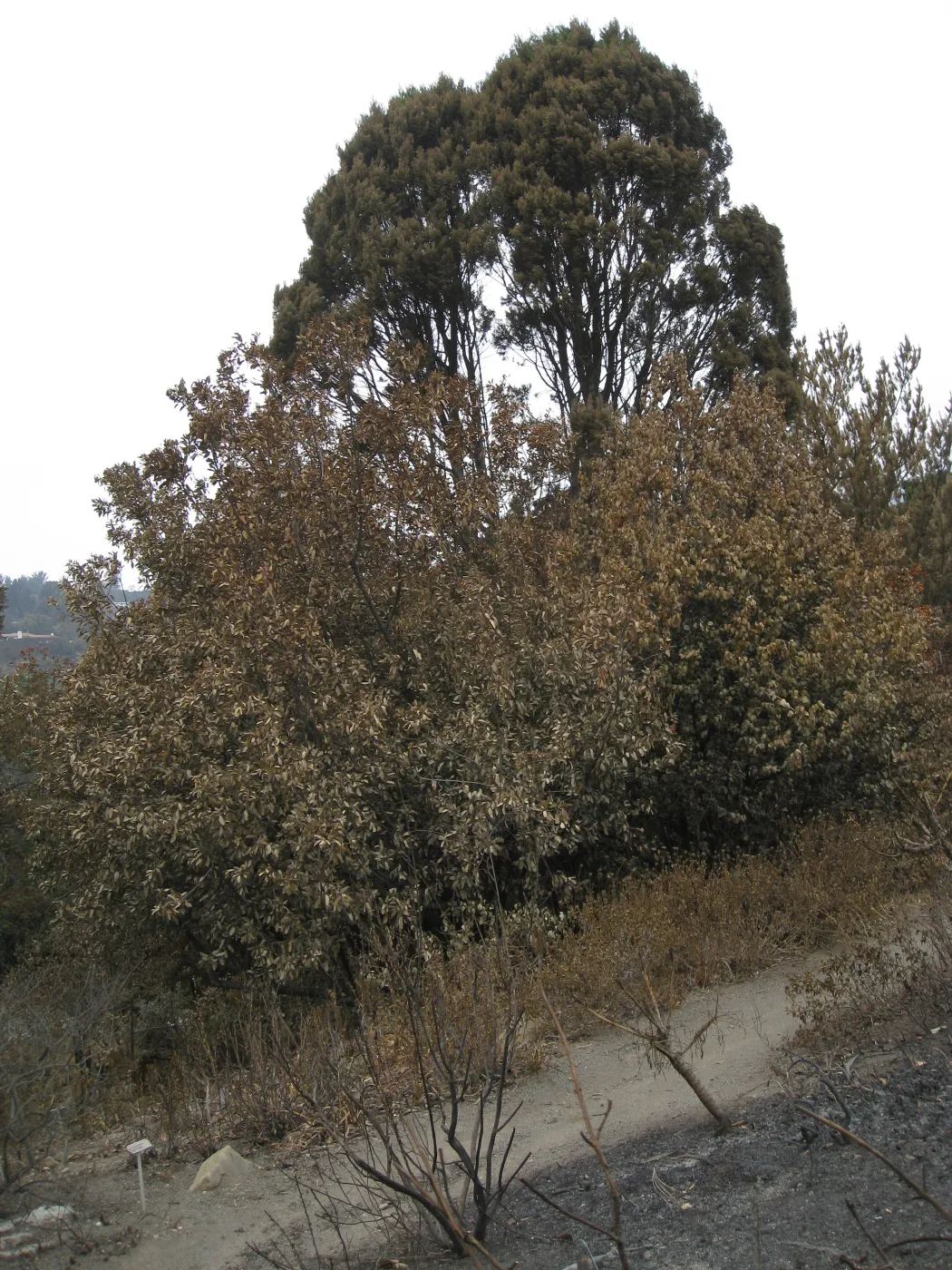 Santa Barbara Botanic Garden after the Jesusita Fire