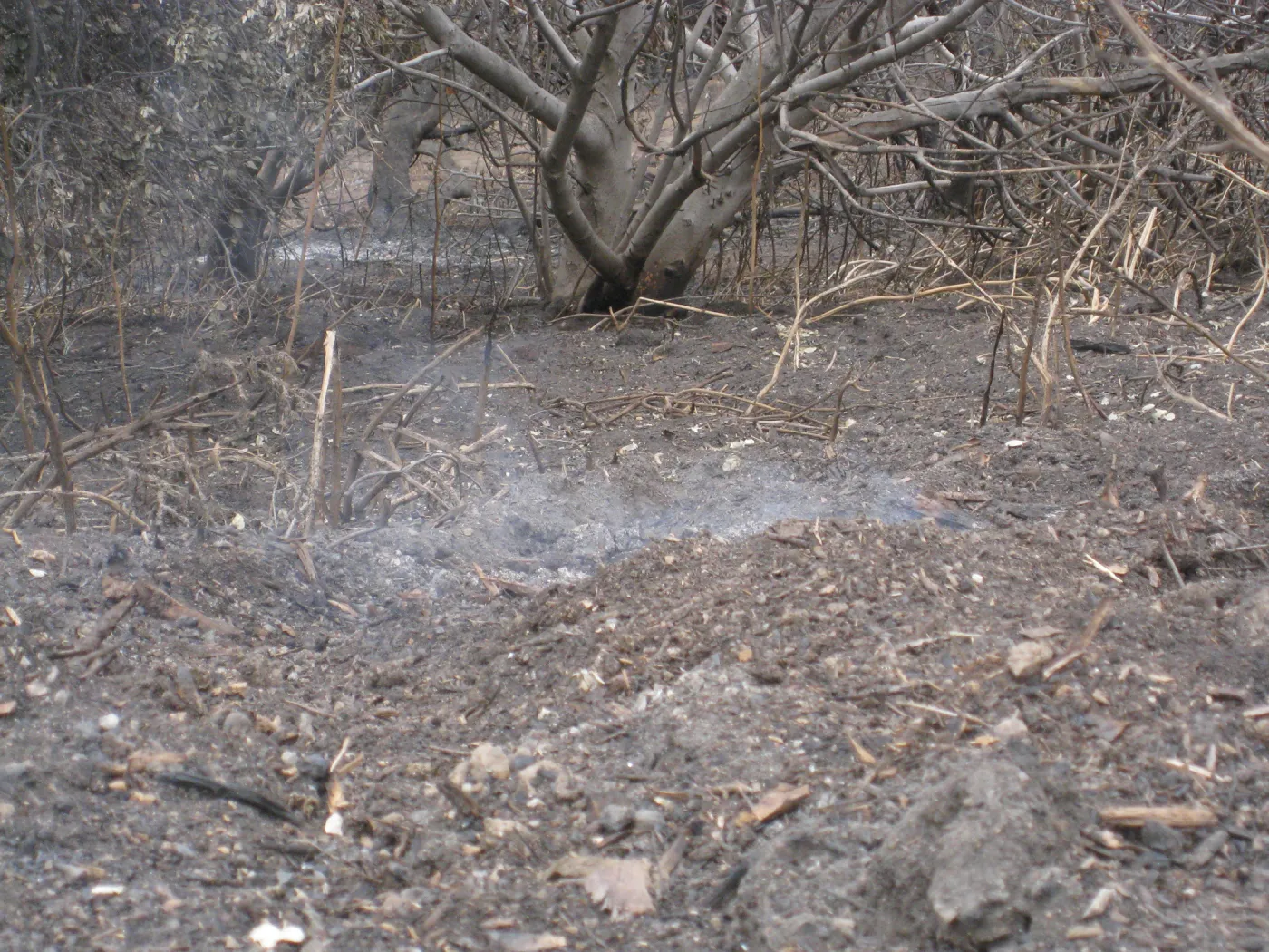 Santa Barbara Botanic Garden after the Jesusita Fire