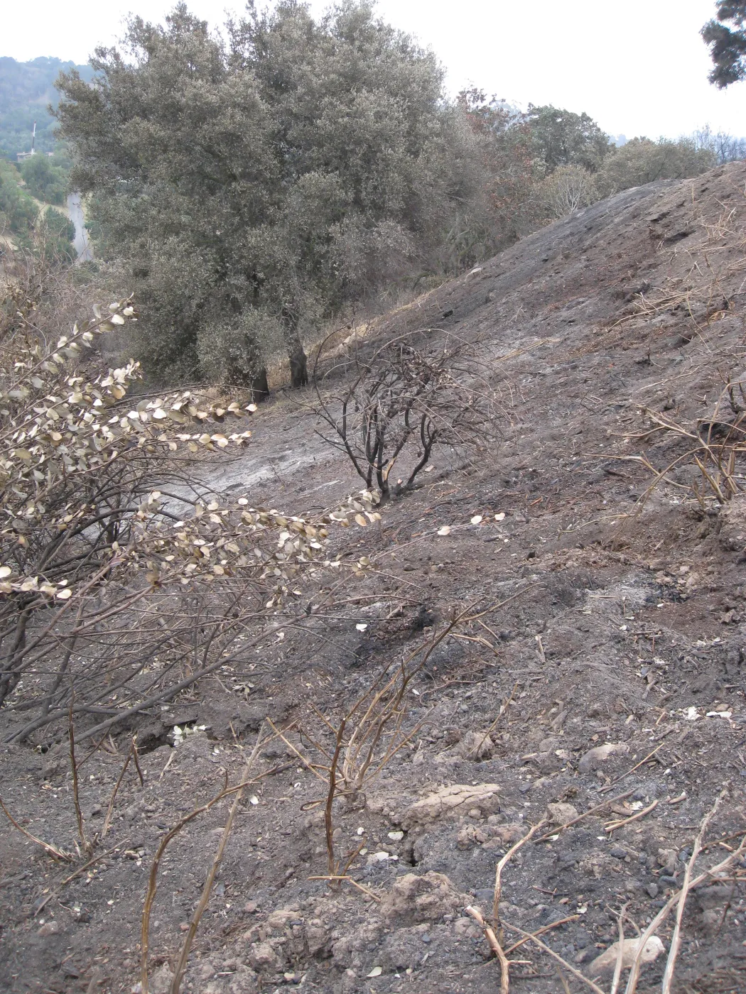 Santa Barbara Botanic Garden after the Jesusita Fire