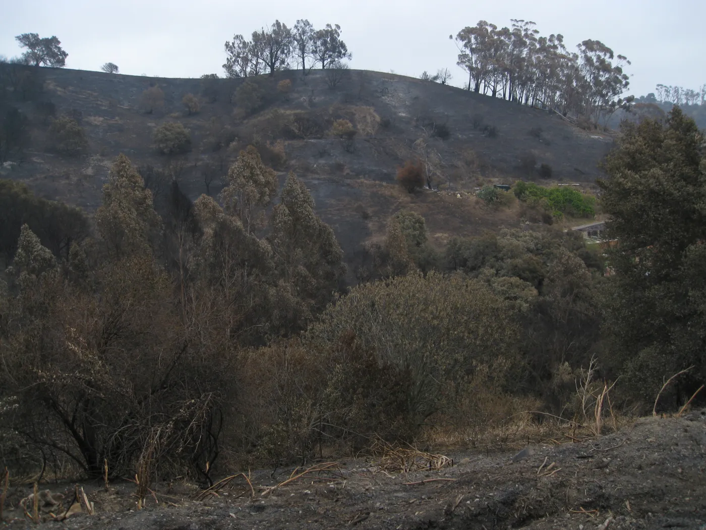 Santa Barbara Botanic Garden after the Jesusita Fire