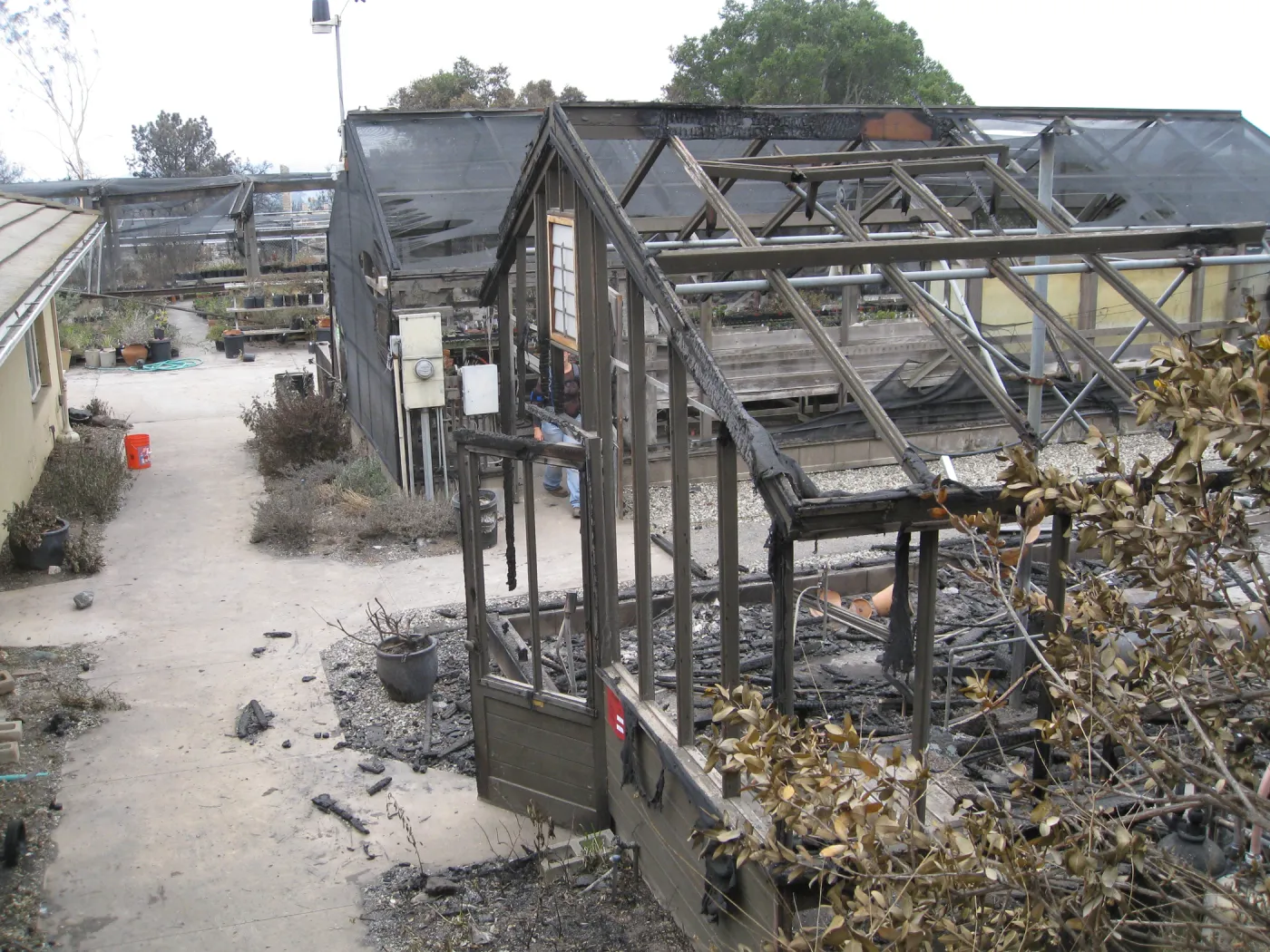 Santa Barbara Botanic Garden after the Jesusita Fire