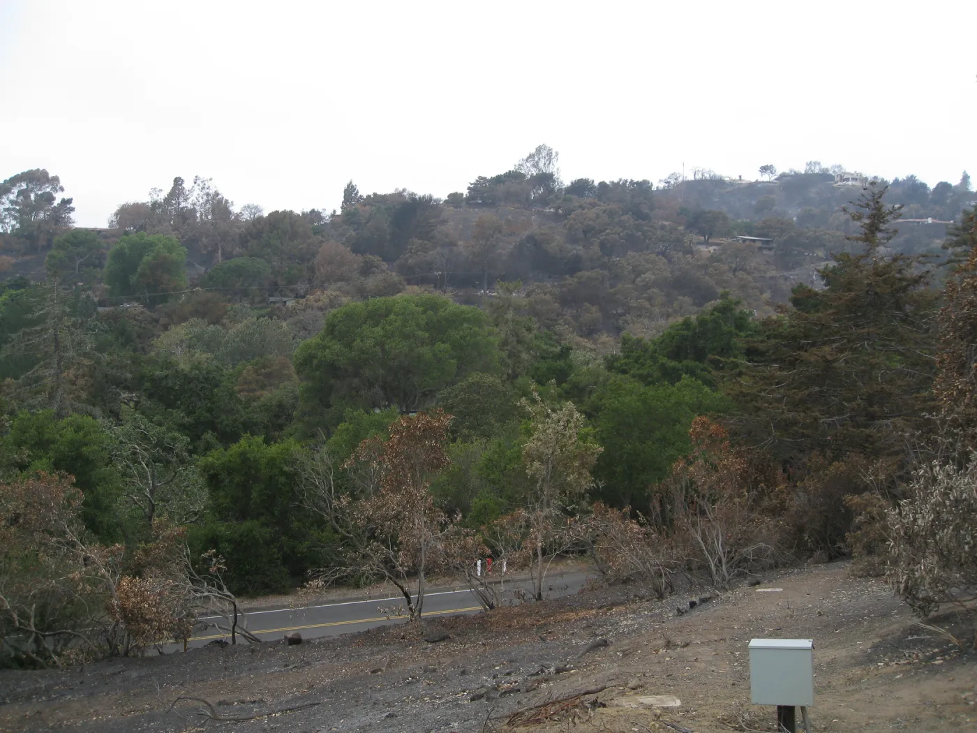 Santa Barbara Botanic Garden after the Jesusita Fire, looking west across Mission Canyon Road