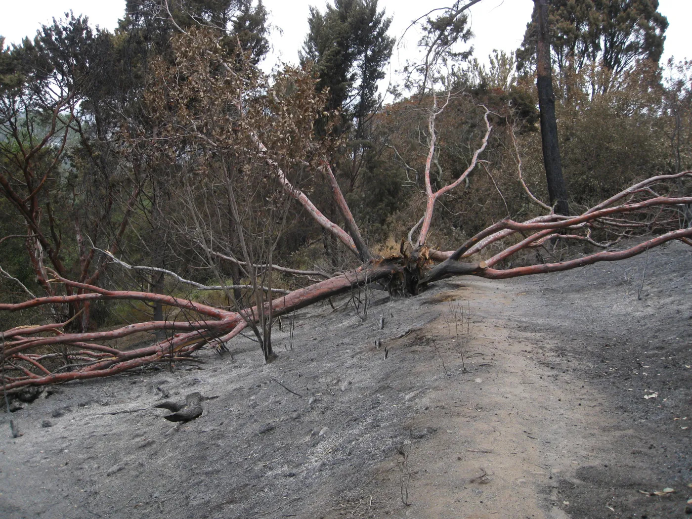 Santa Barbara Botanic Garden after the Jesusita Fire