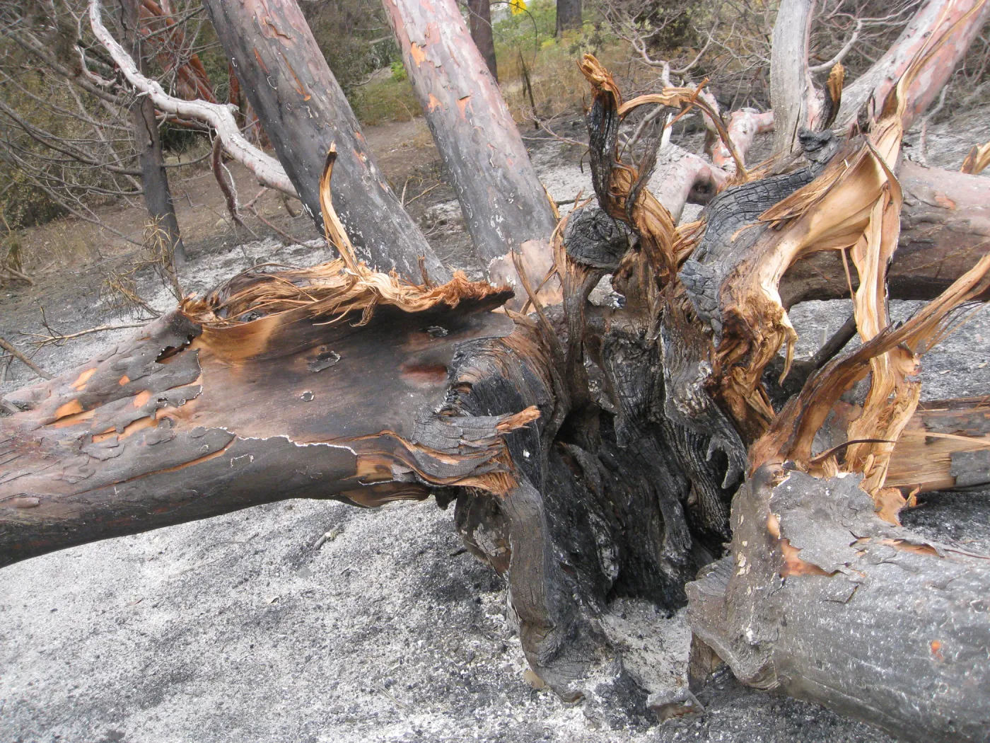Santa Barbara Botanic Garden after the Jesusita Fire