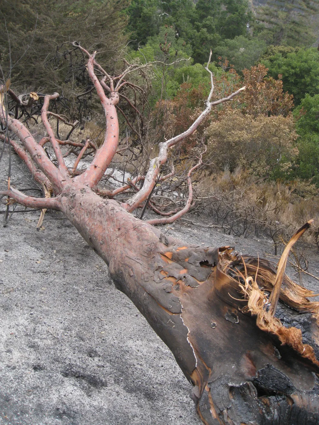 Santa Barbara Botanic Garden after the Jesusita Fire