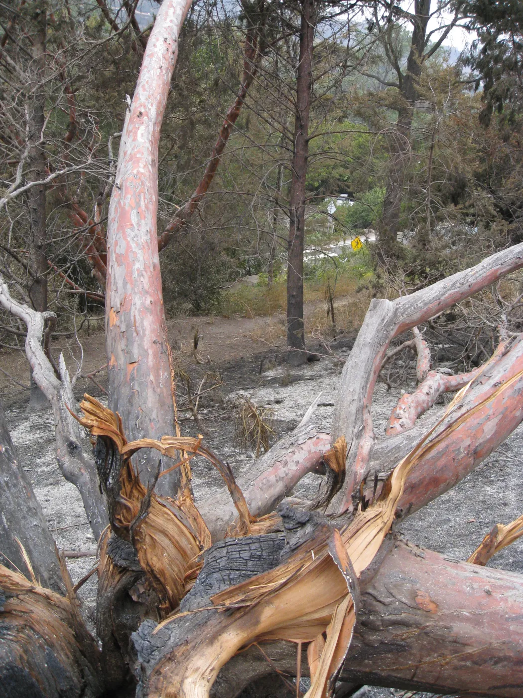 Santa Barbara Botanic Garden after the Jesusita Fire