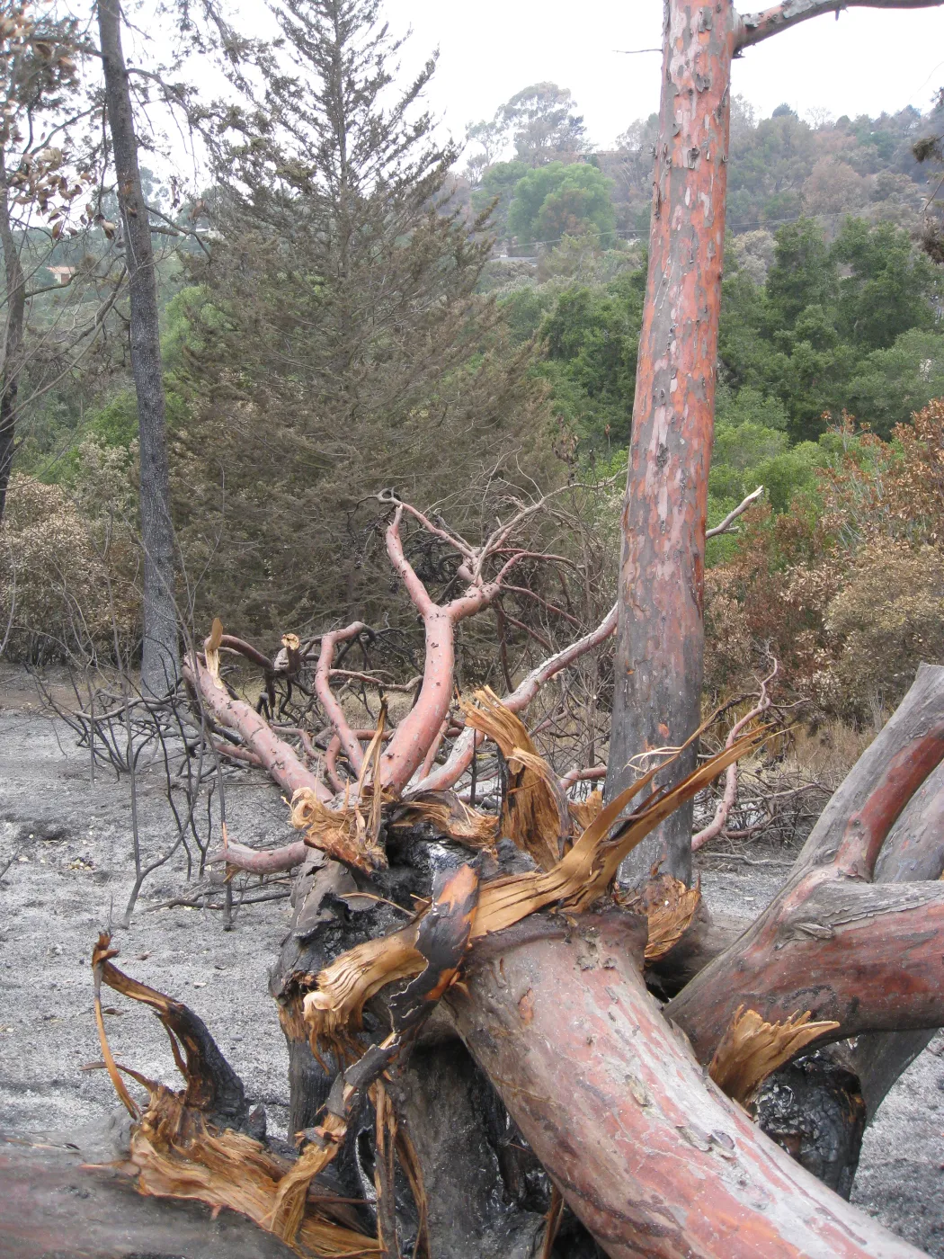 Santa Barbara Botanic Garden after the Jesusita Fire
