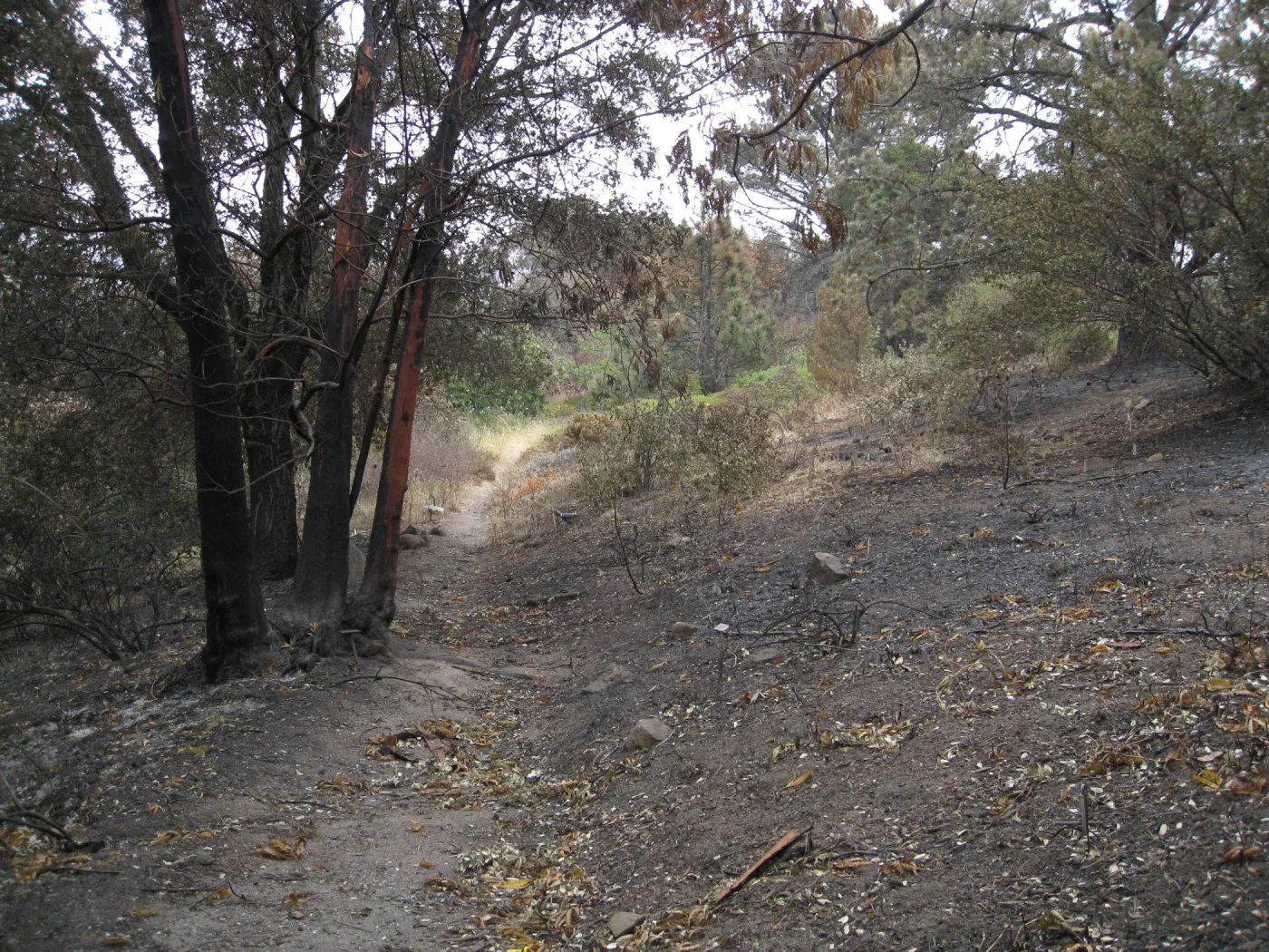 Santa Barbara Botanic Garden after the Jesusita Fire