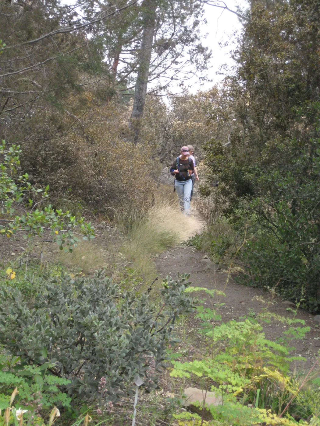 Santa Barbara Botanic Garden after the Jesusita Fire