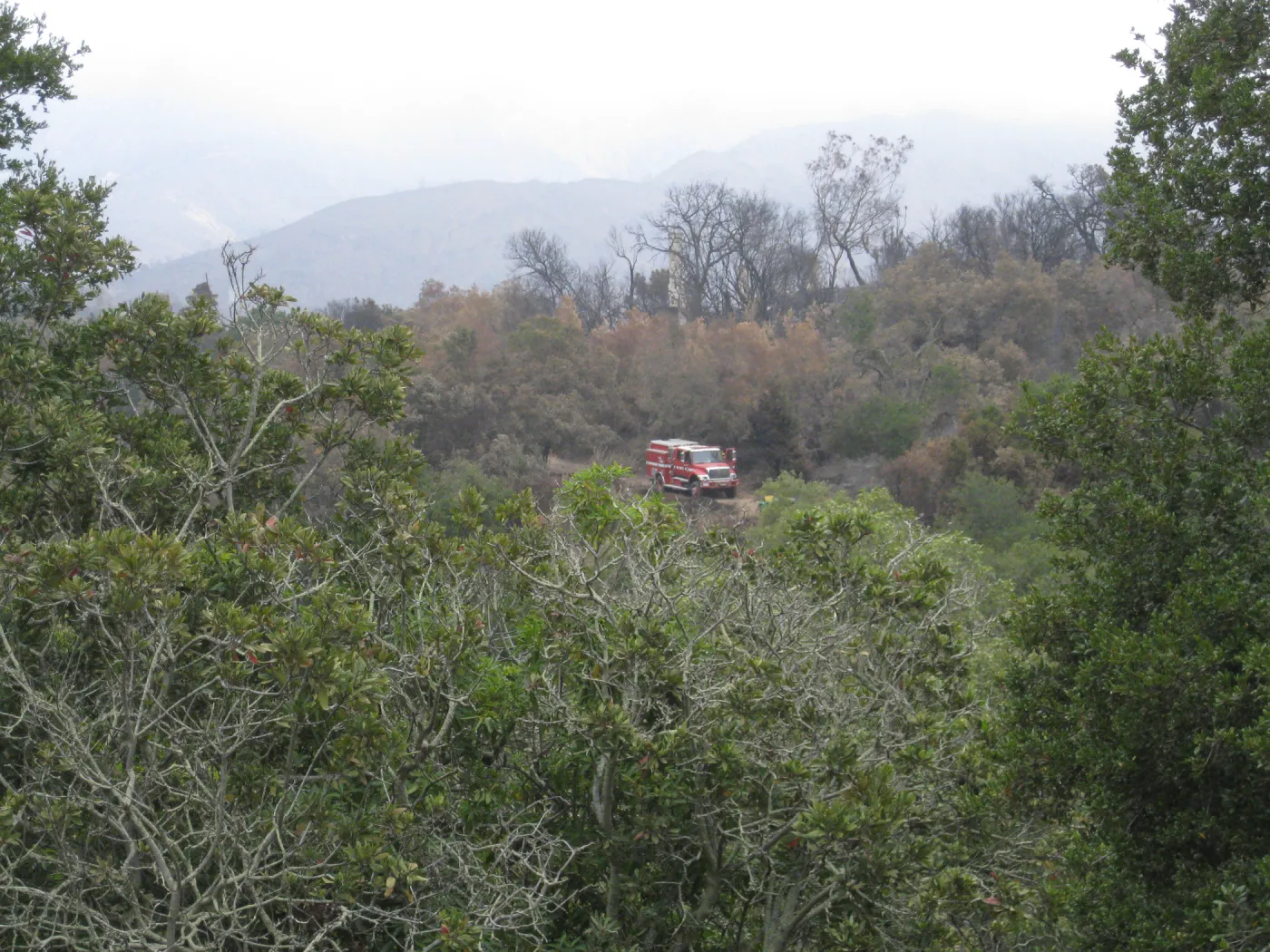 Santa Barbara Botanic Garden after the Jesusita Fire looking North North west