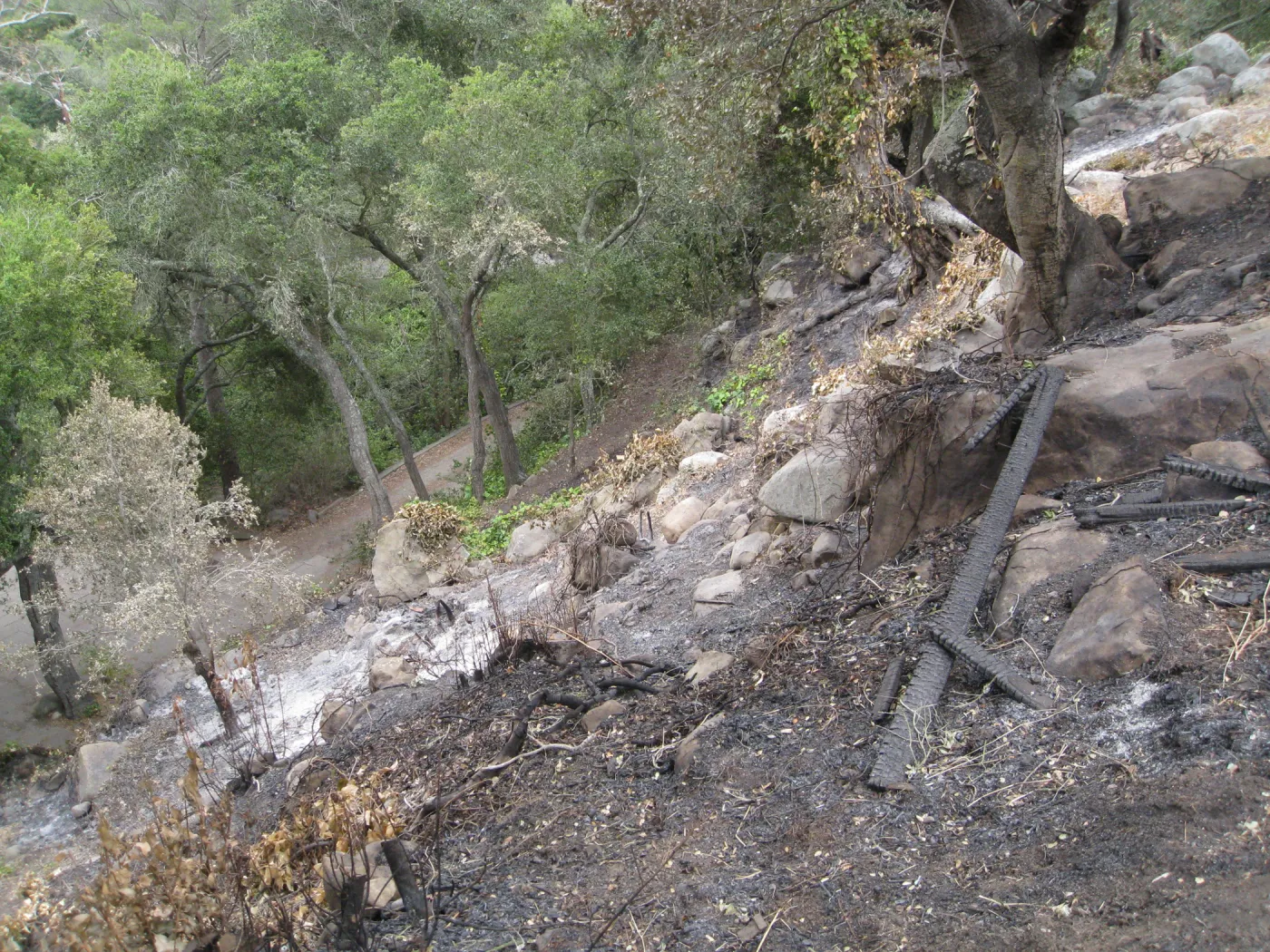 Santa Barbara Botanic Garden after the Jesusita Fire