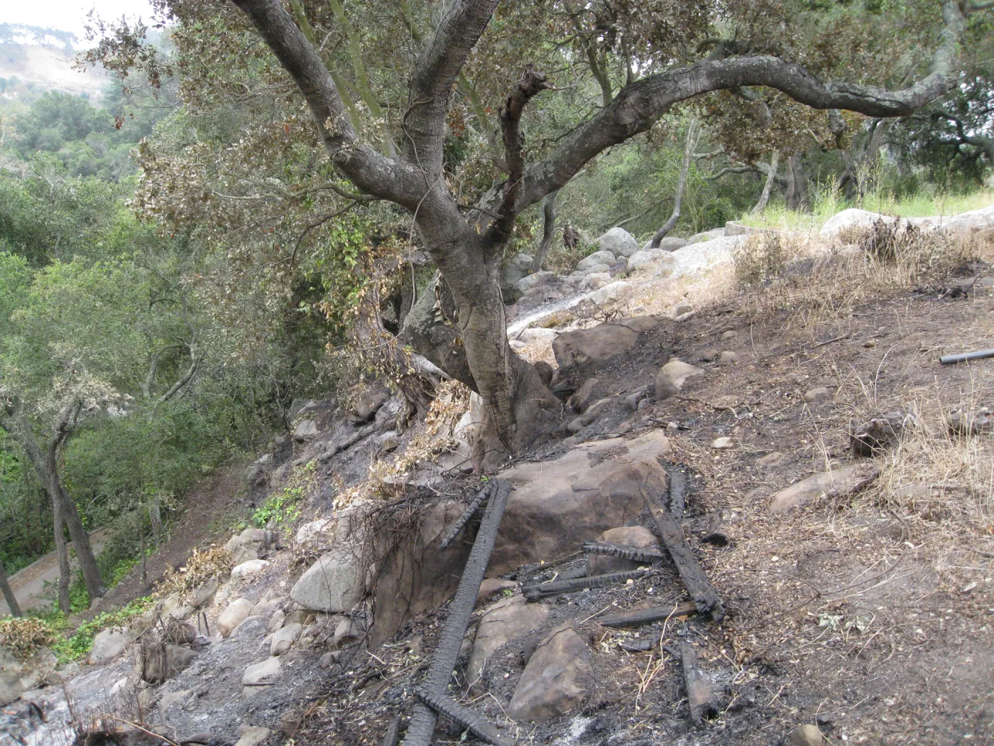 Santa Barbara Botanic Garden after the Jesusita Fire