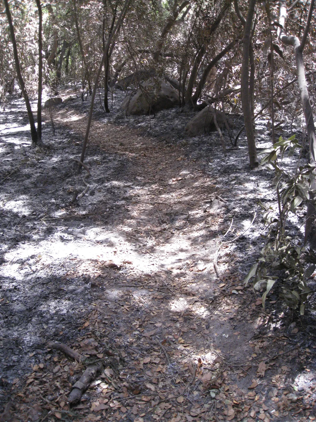 Santa Barbara Botanic Garden after the Jesusita Fire